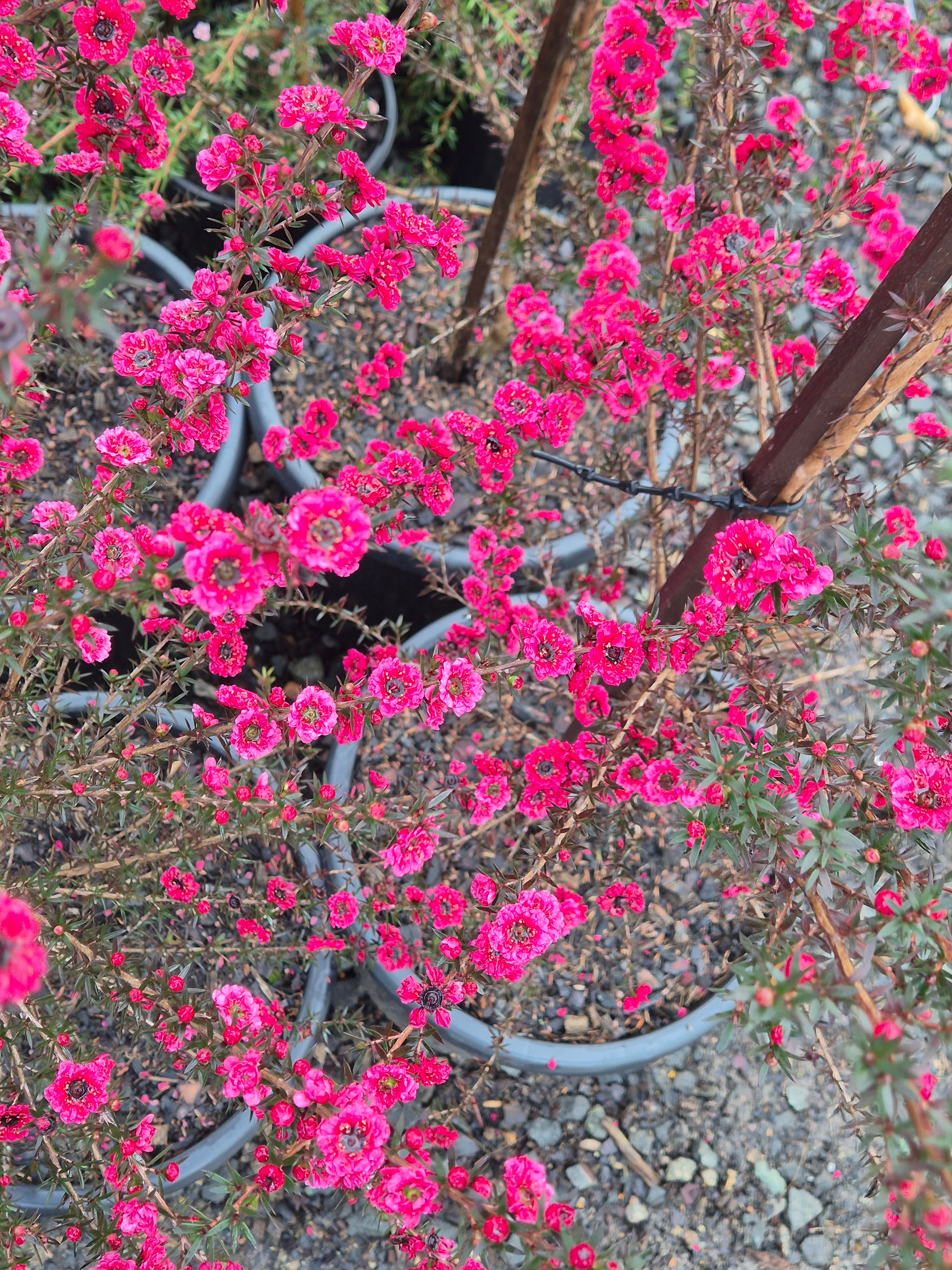 Leptospermum scoparium Burgundy Queen