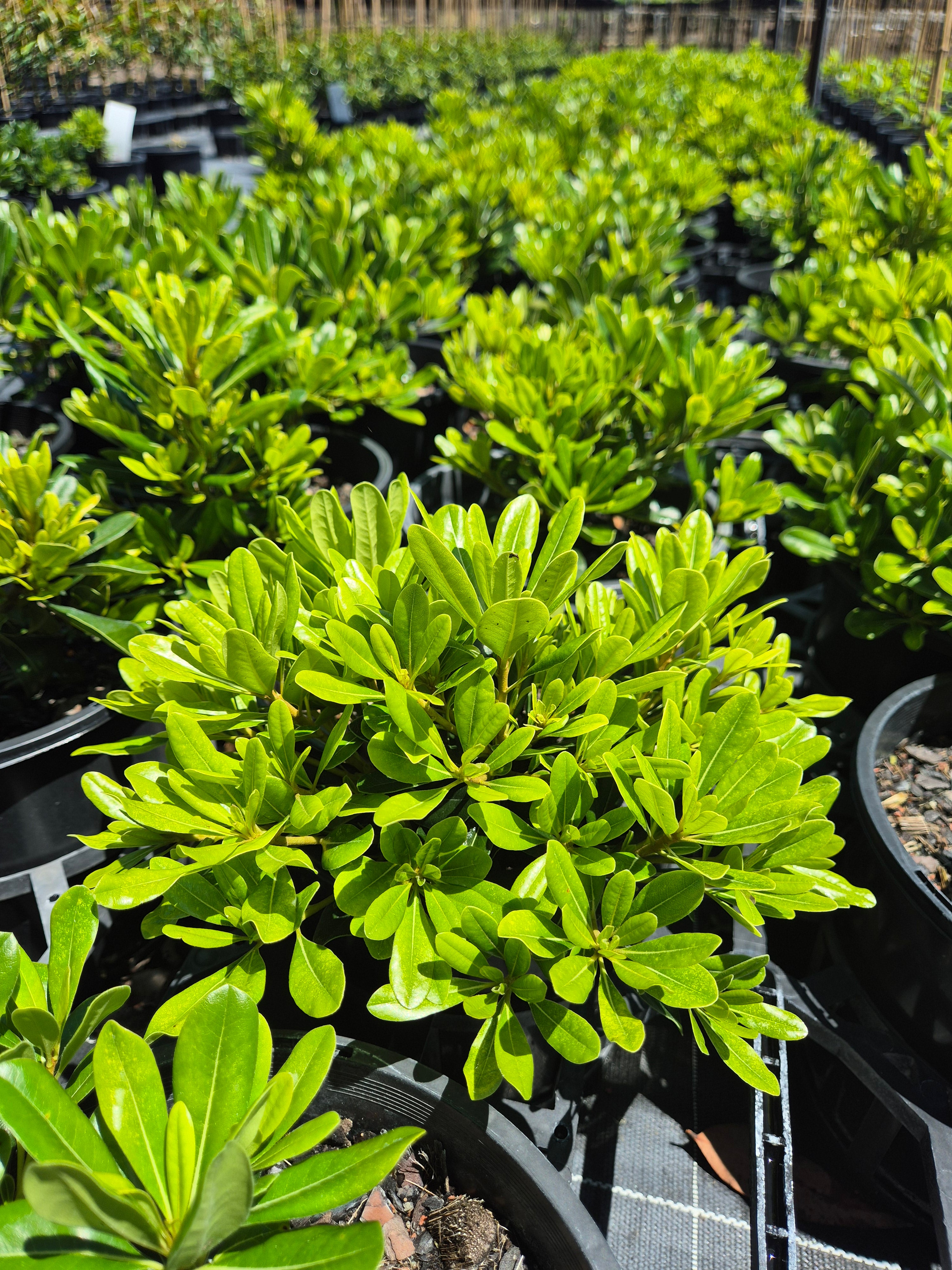 Pittosporum tobira Miss Muffet (Wheelers Dwarf)