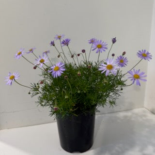 Brachyscome multifida