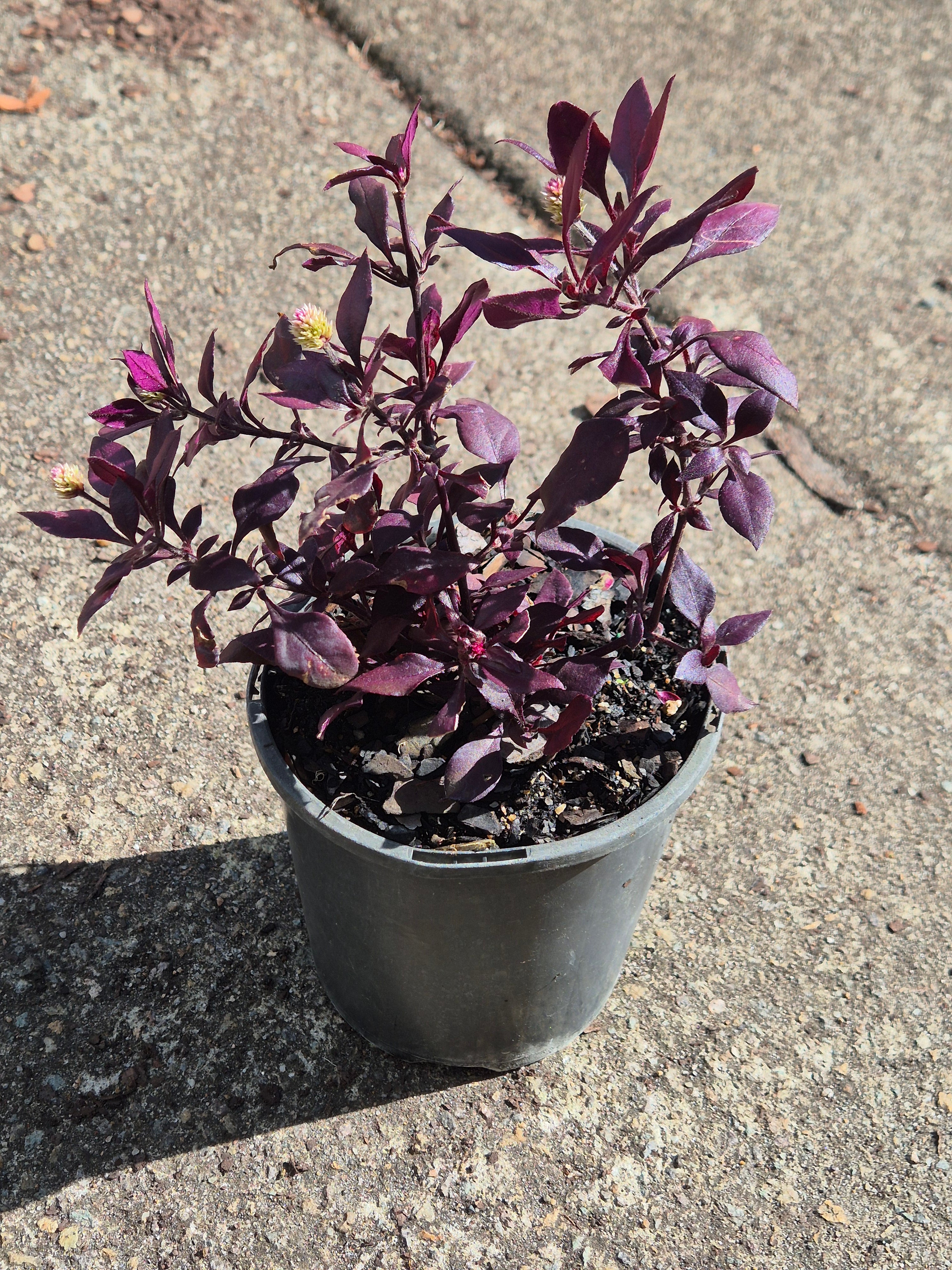 Alternanthera dentata Little Ruby