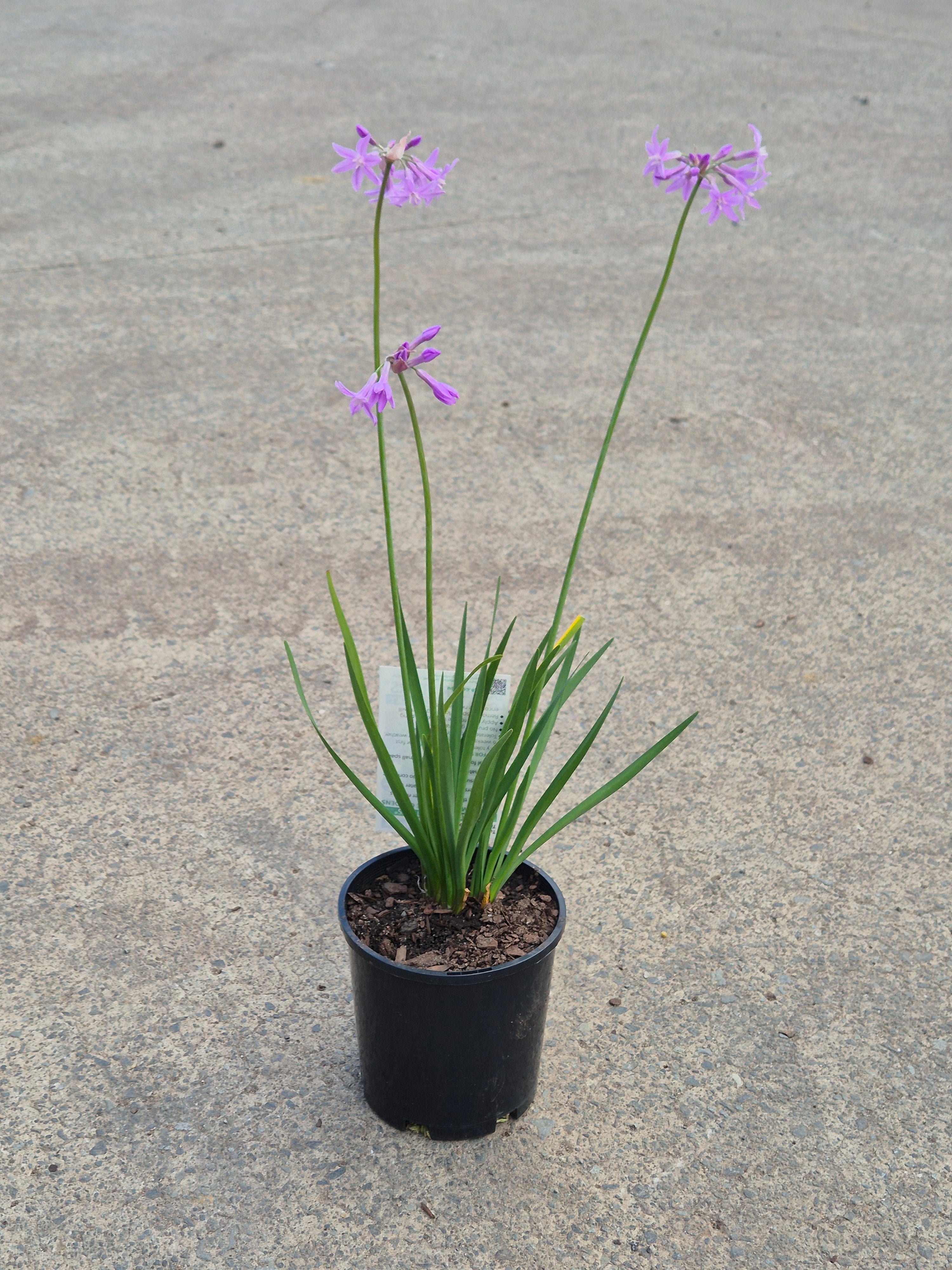 Tulbaghia violacea Galaxy