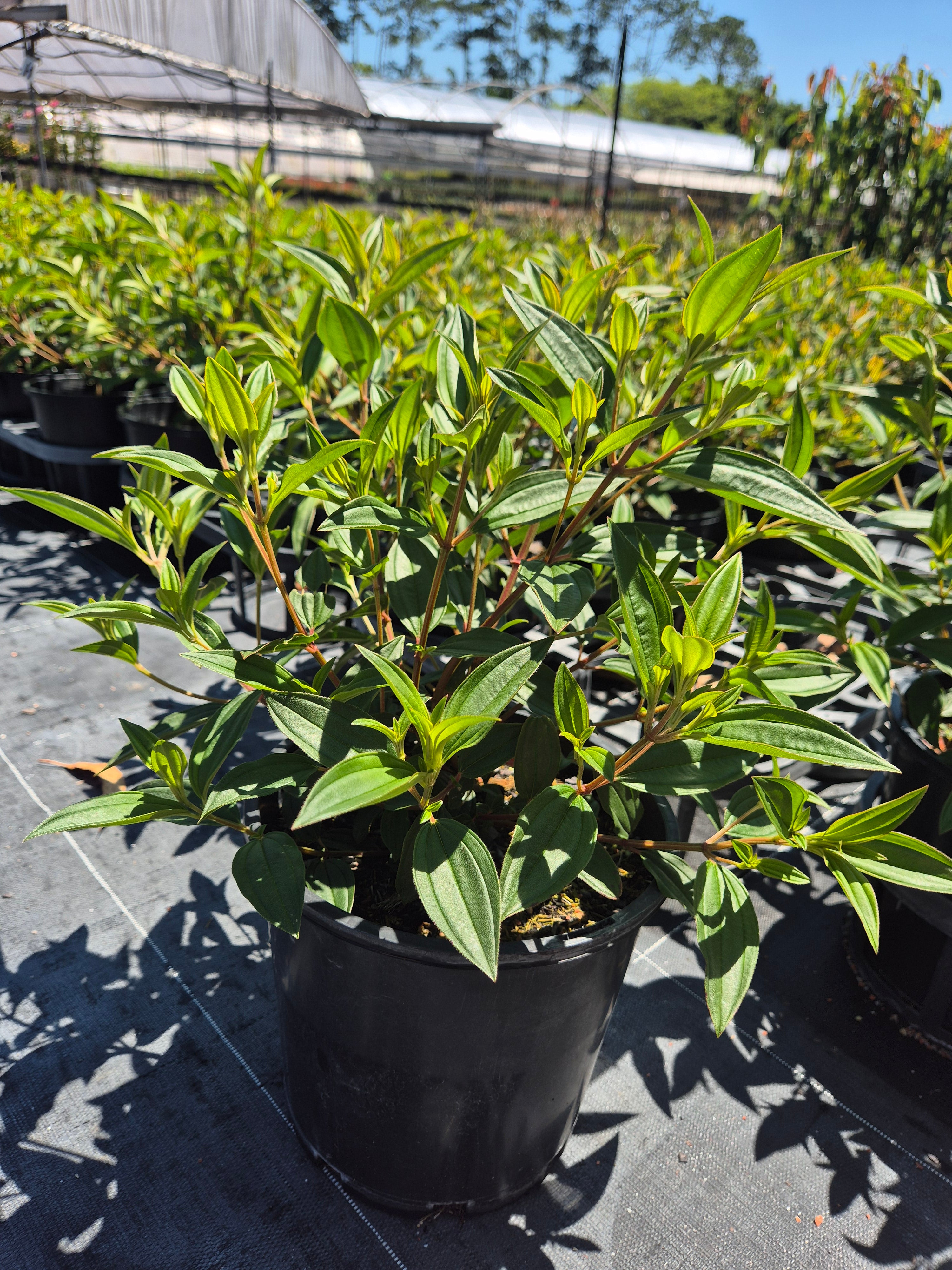 Tibouchina Jazzie