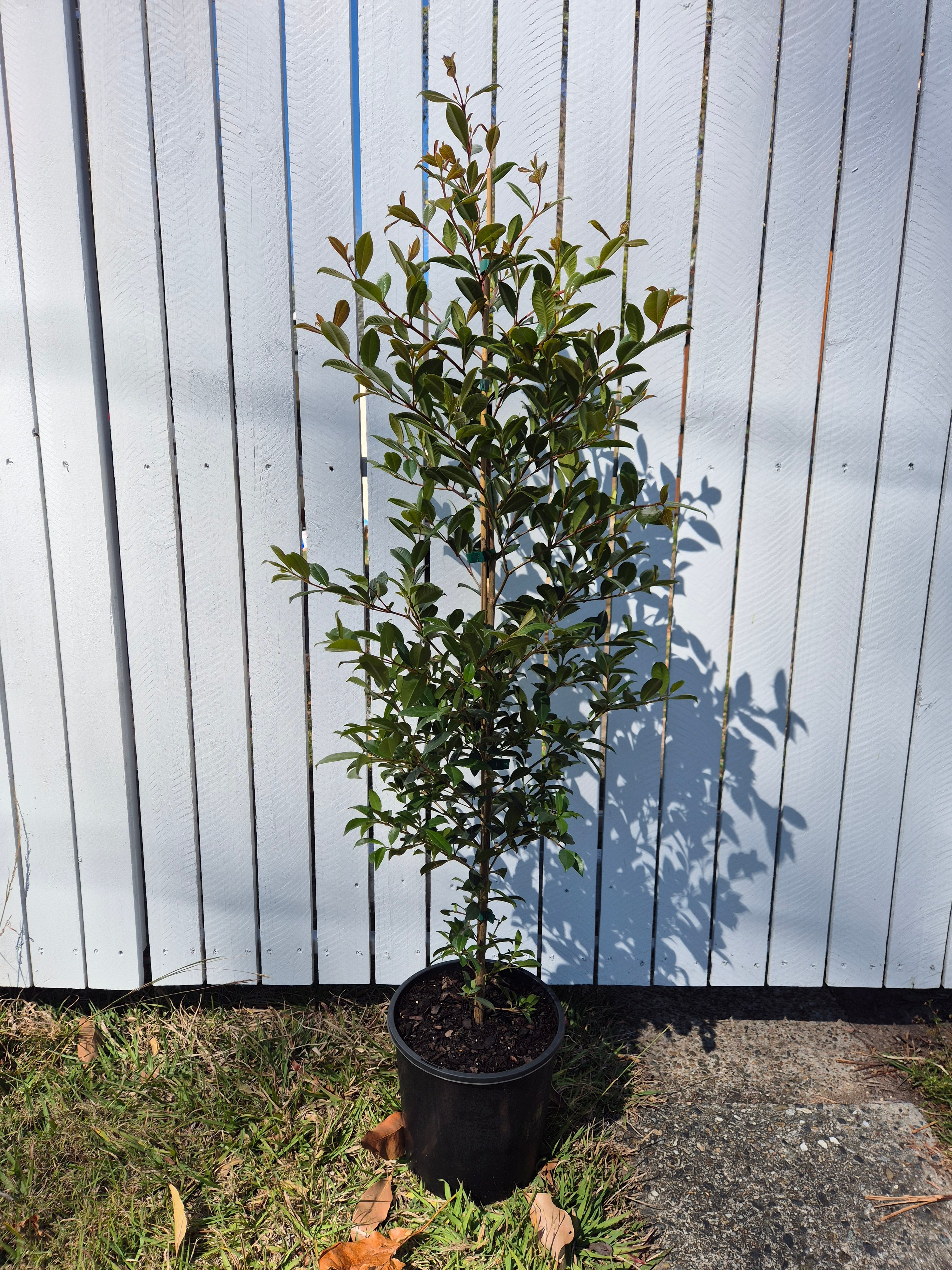 Lilly Pilly 'Resilience' (Syzygium australe)