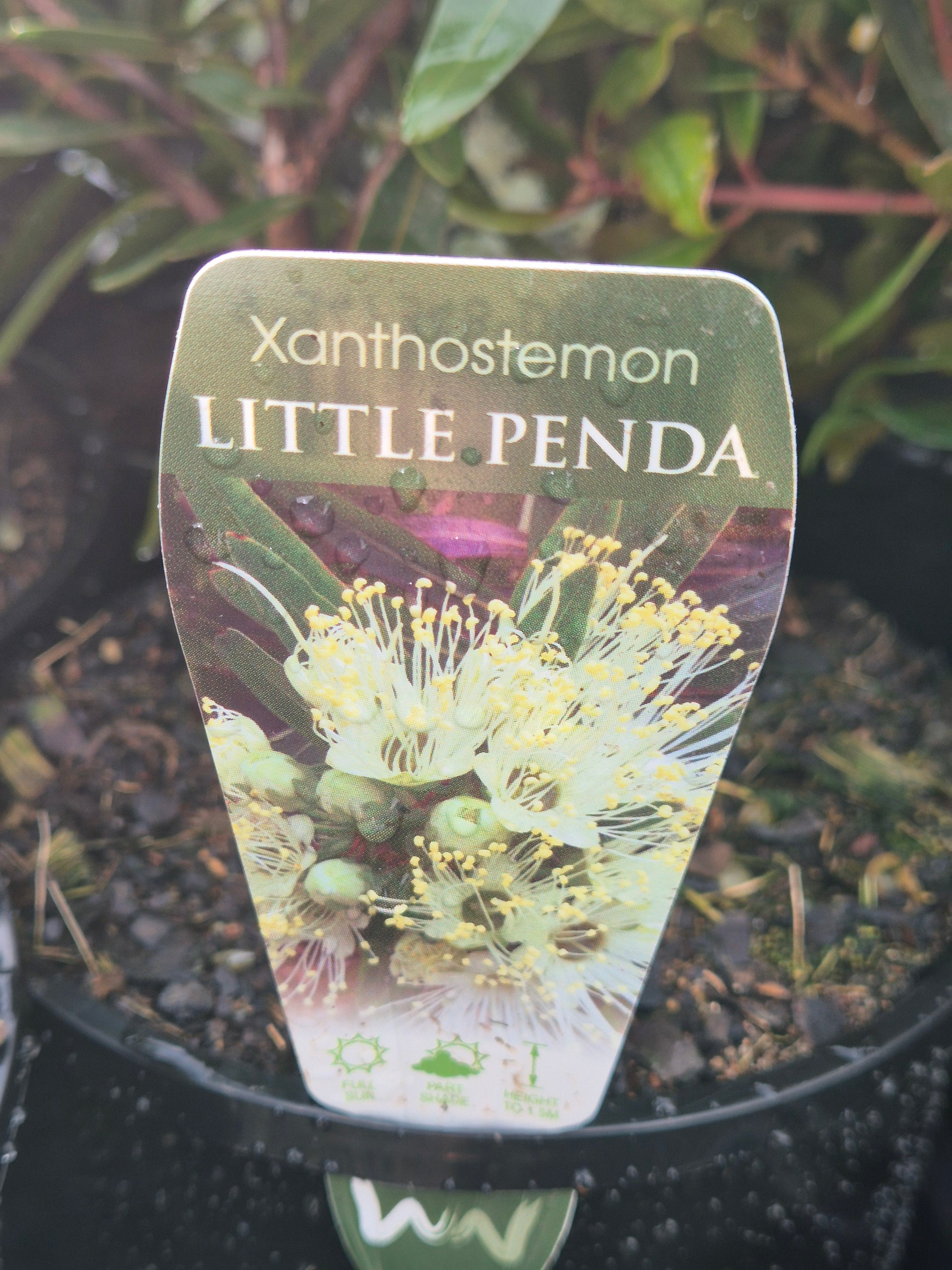 Xanthostemon verticillatus Little Penda