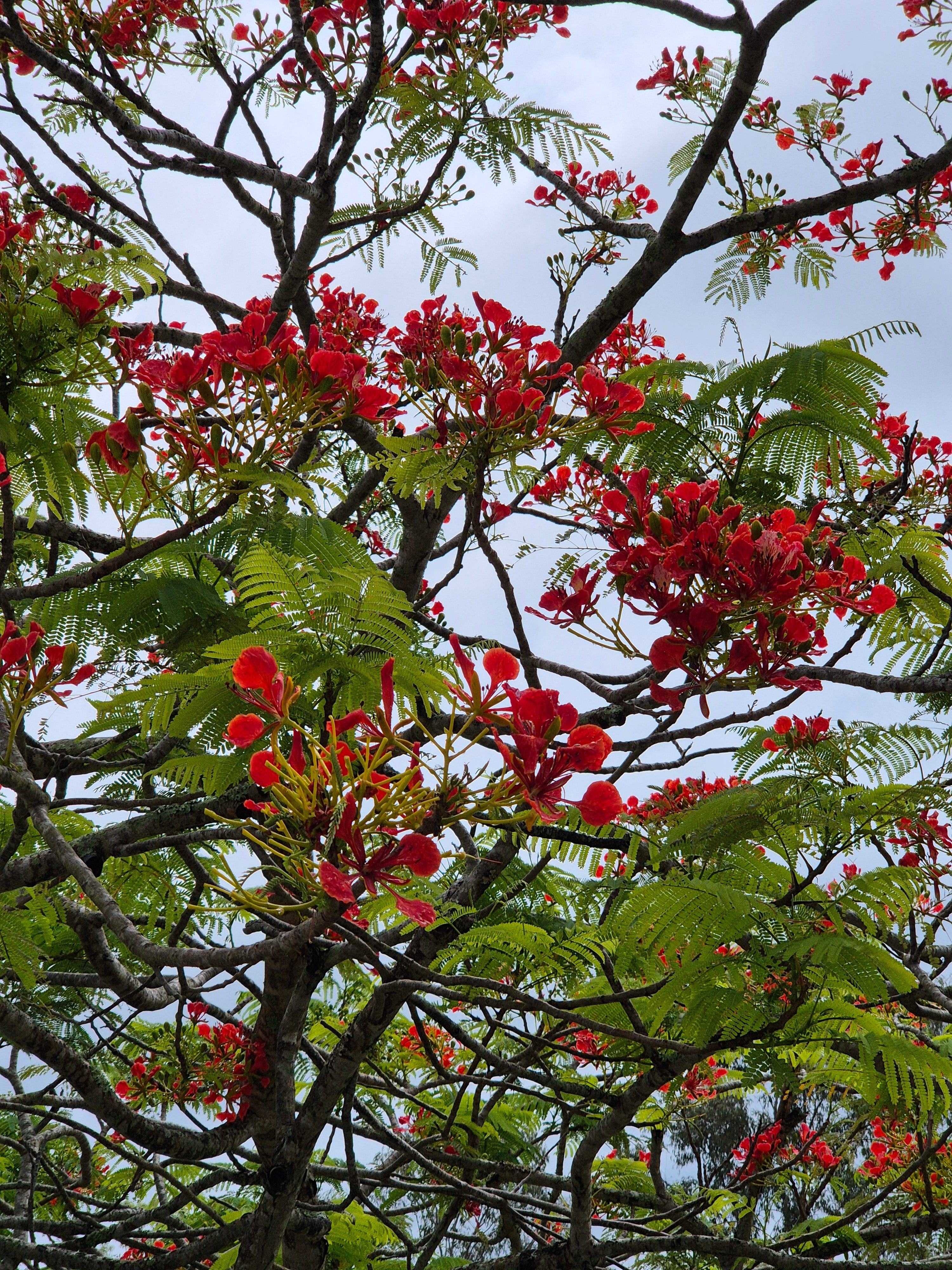 Delonix regia