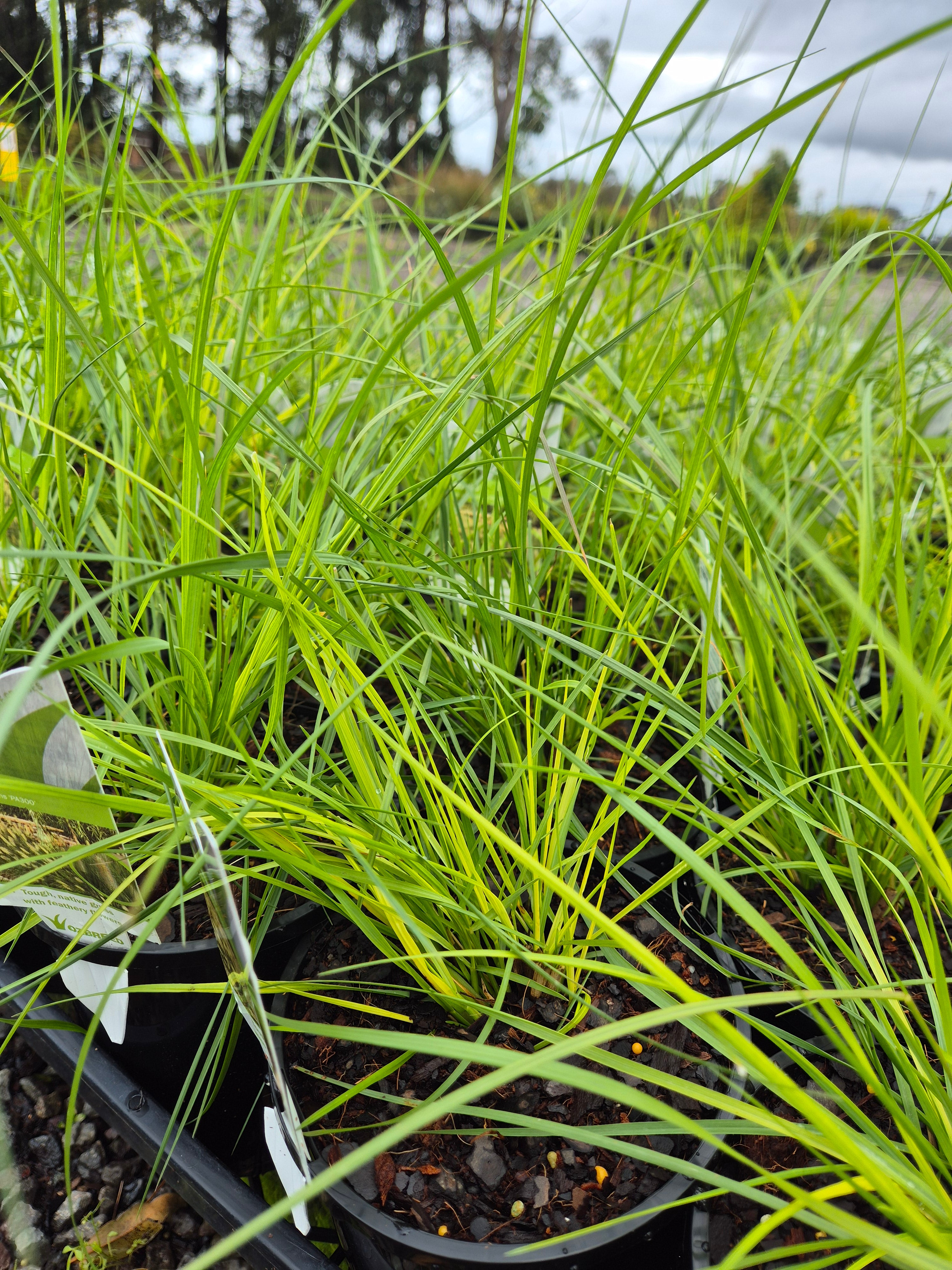 Pennisetum alopecuroides NAFRAY (syn. Cenchrus purpurascens)