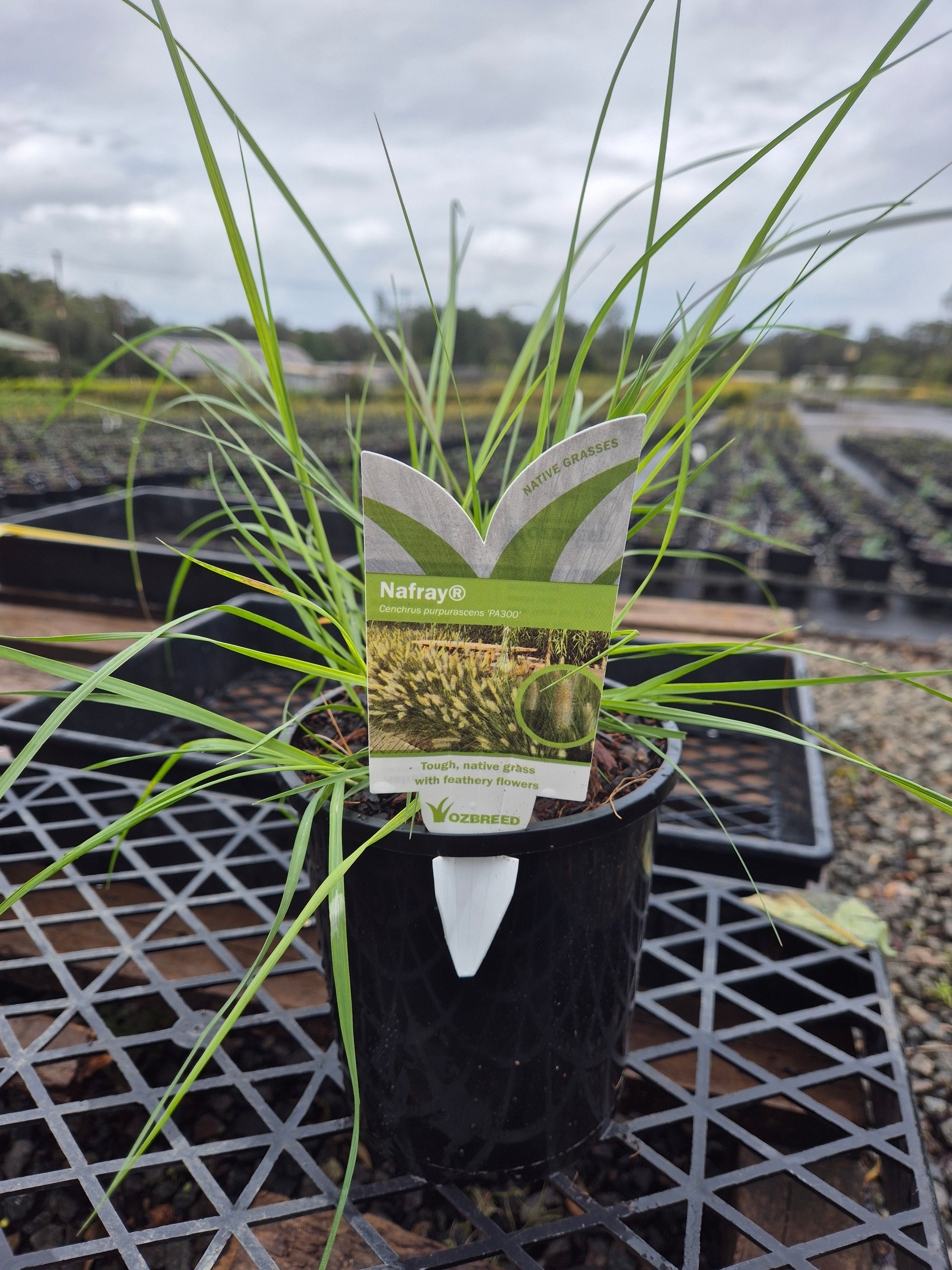 Pennisetum alopecuroides NAFRAY (syn. Cenchrus purpurascens)