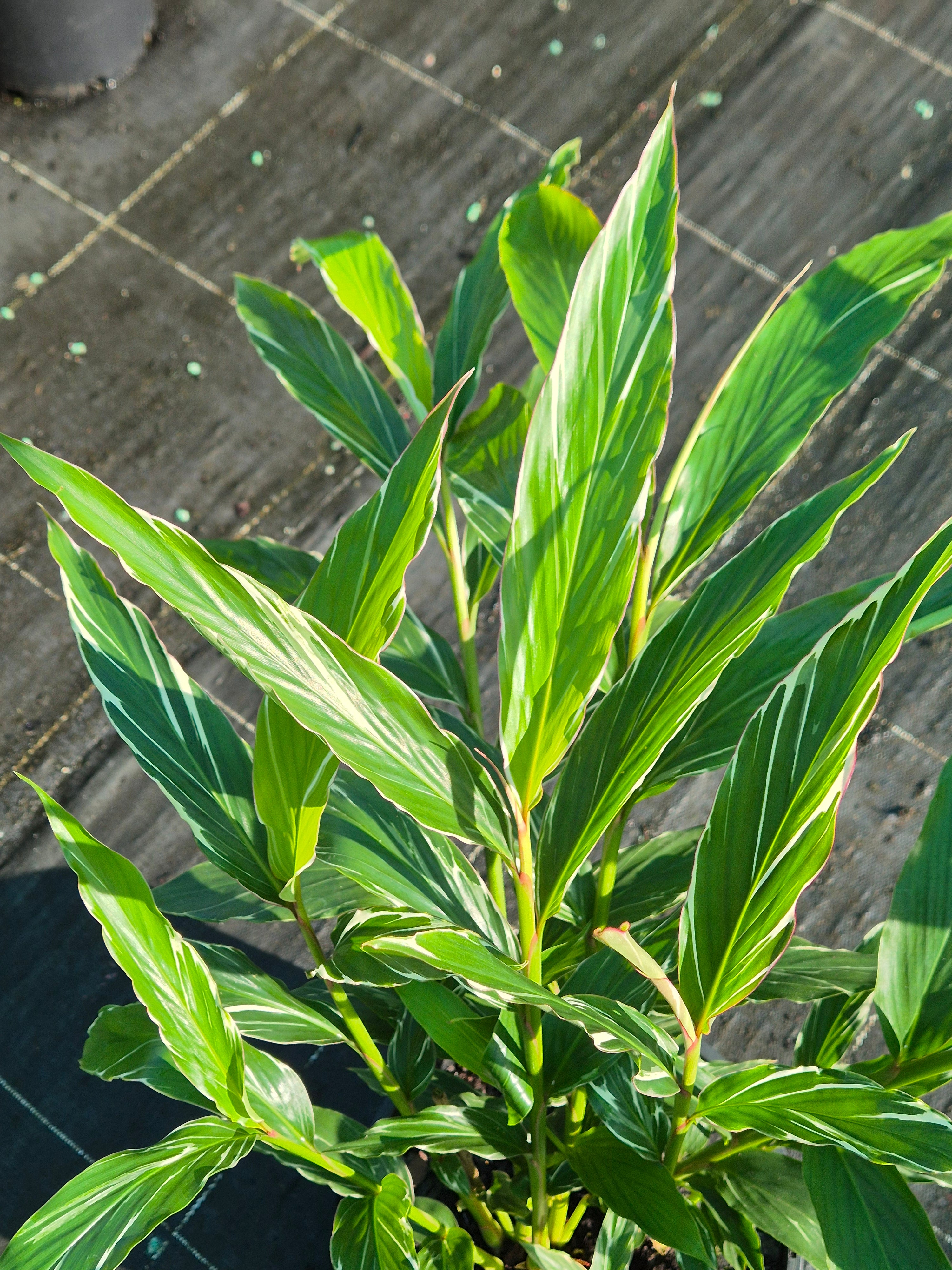 Alpinia oceanica vittata