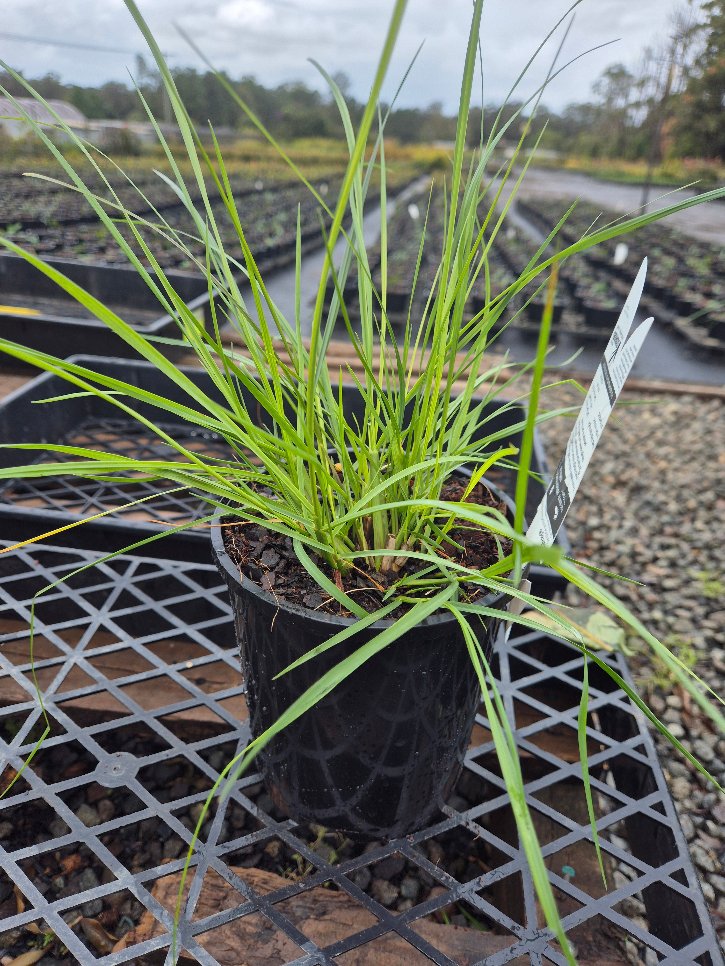 Pennisetum alopecuroides NAFRAY (syn. Cenchrus purpurascens)