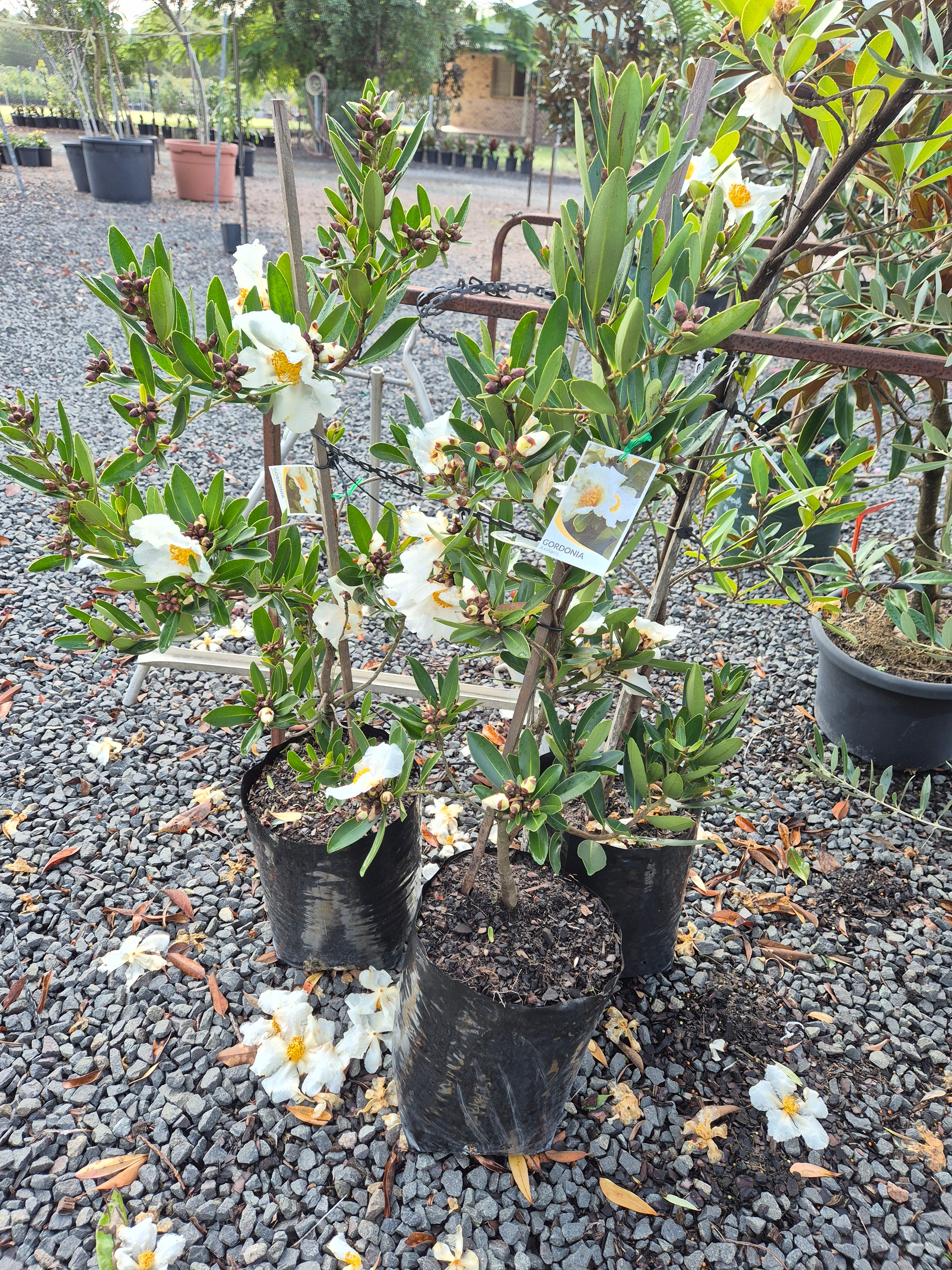 Gordonia axillaris