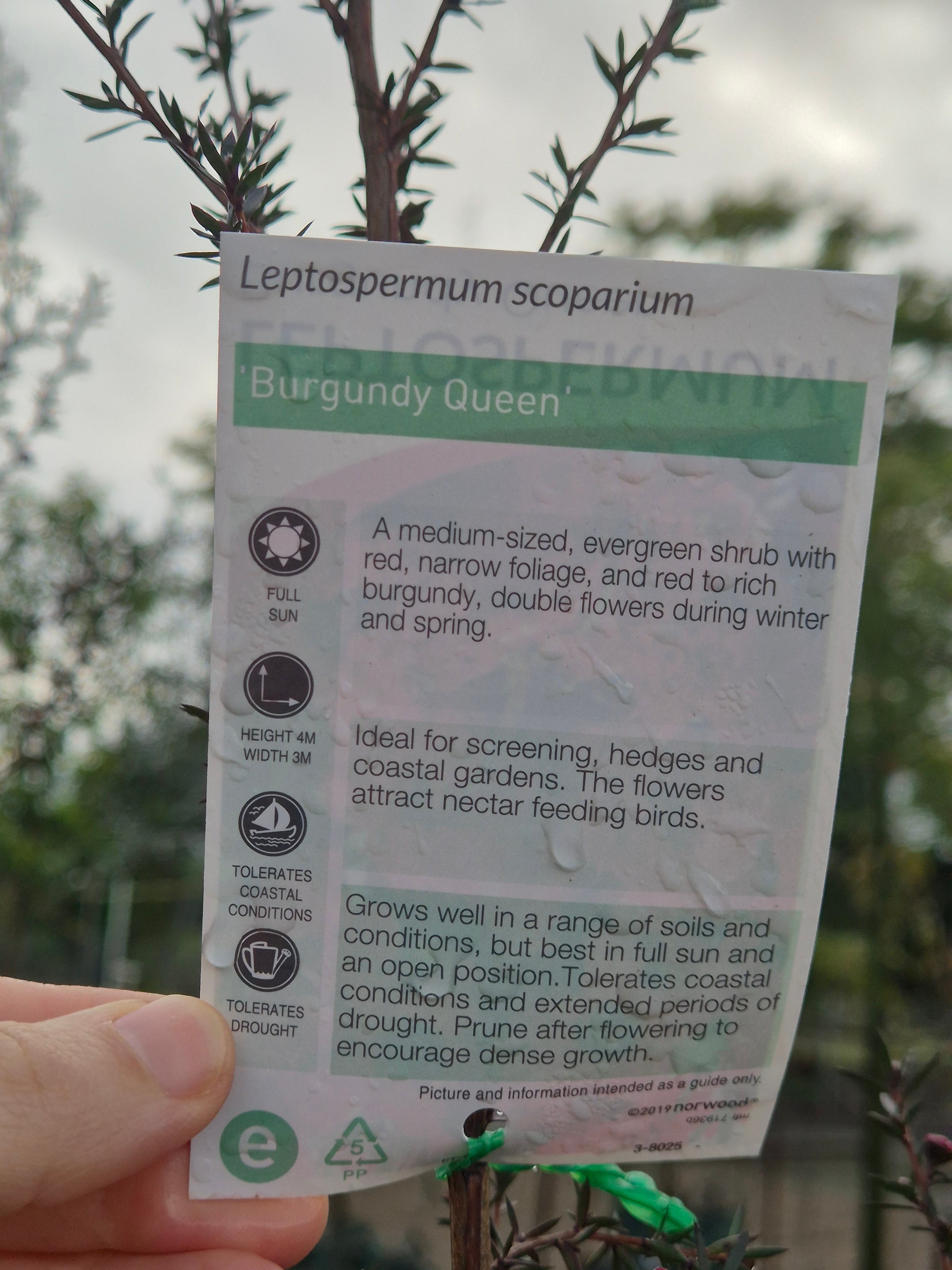 Leptospermum scoparium Burgundy Queen