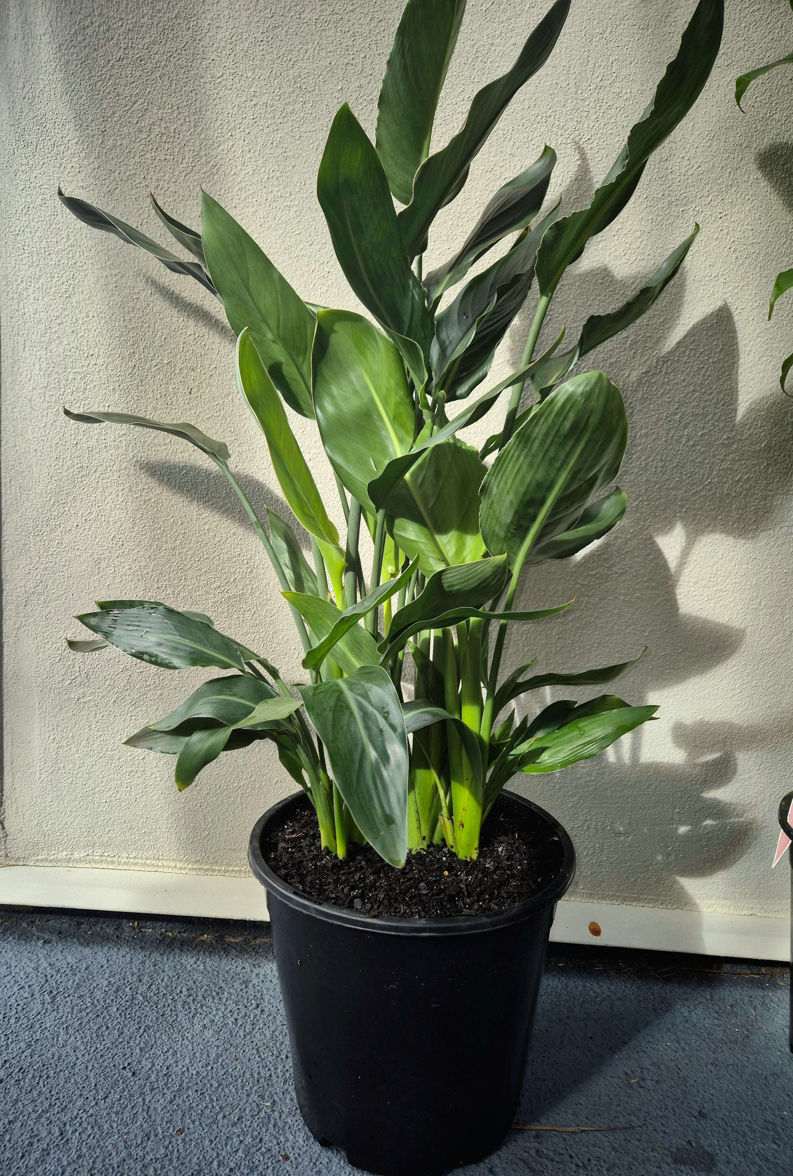 Strelitzia reginae