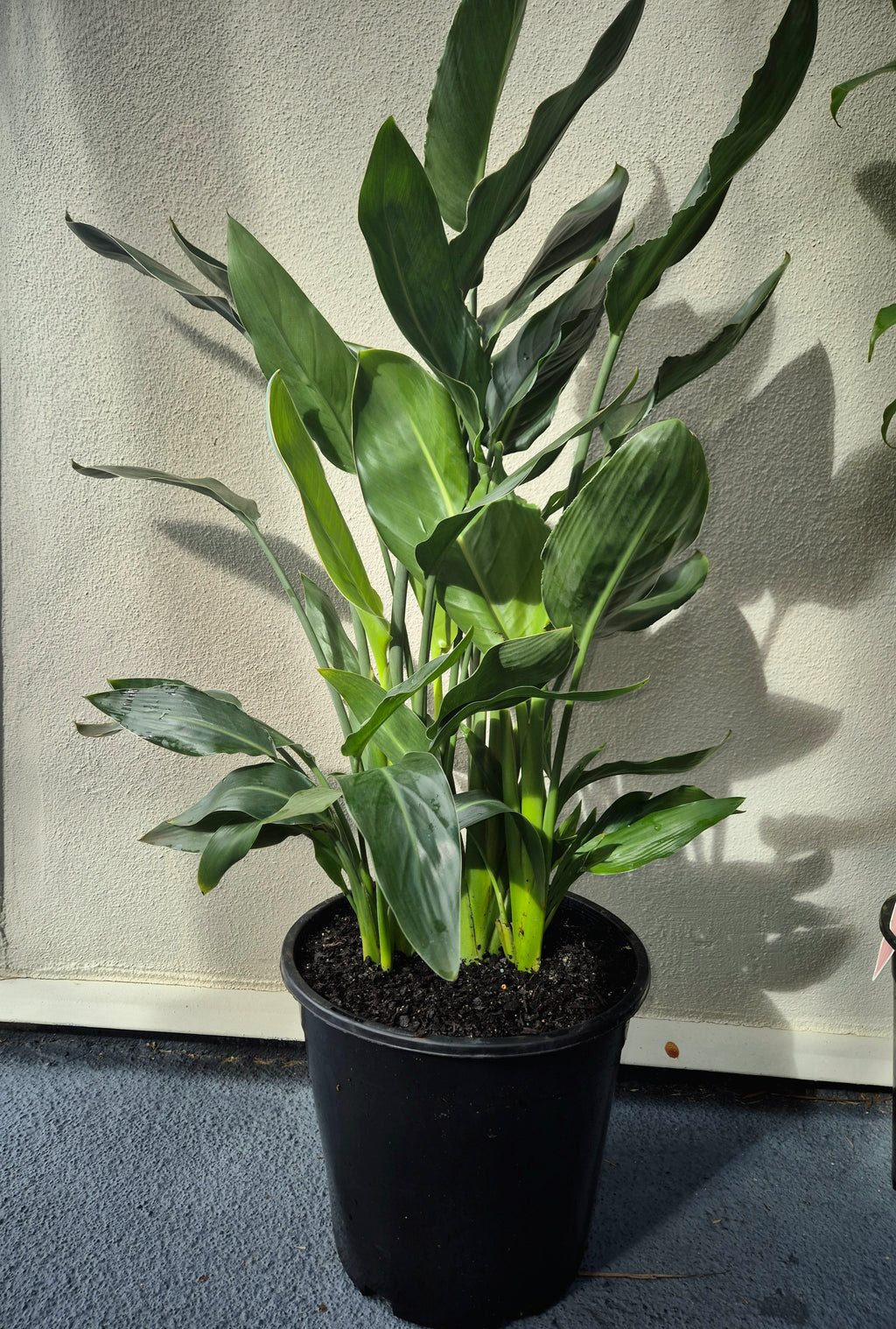 Strelitzia reginae