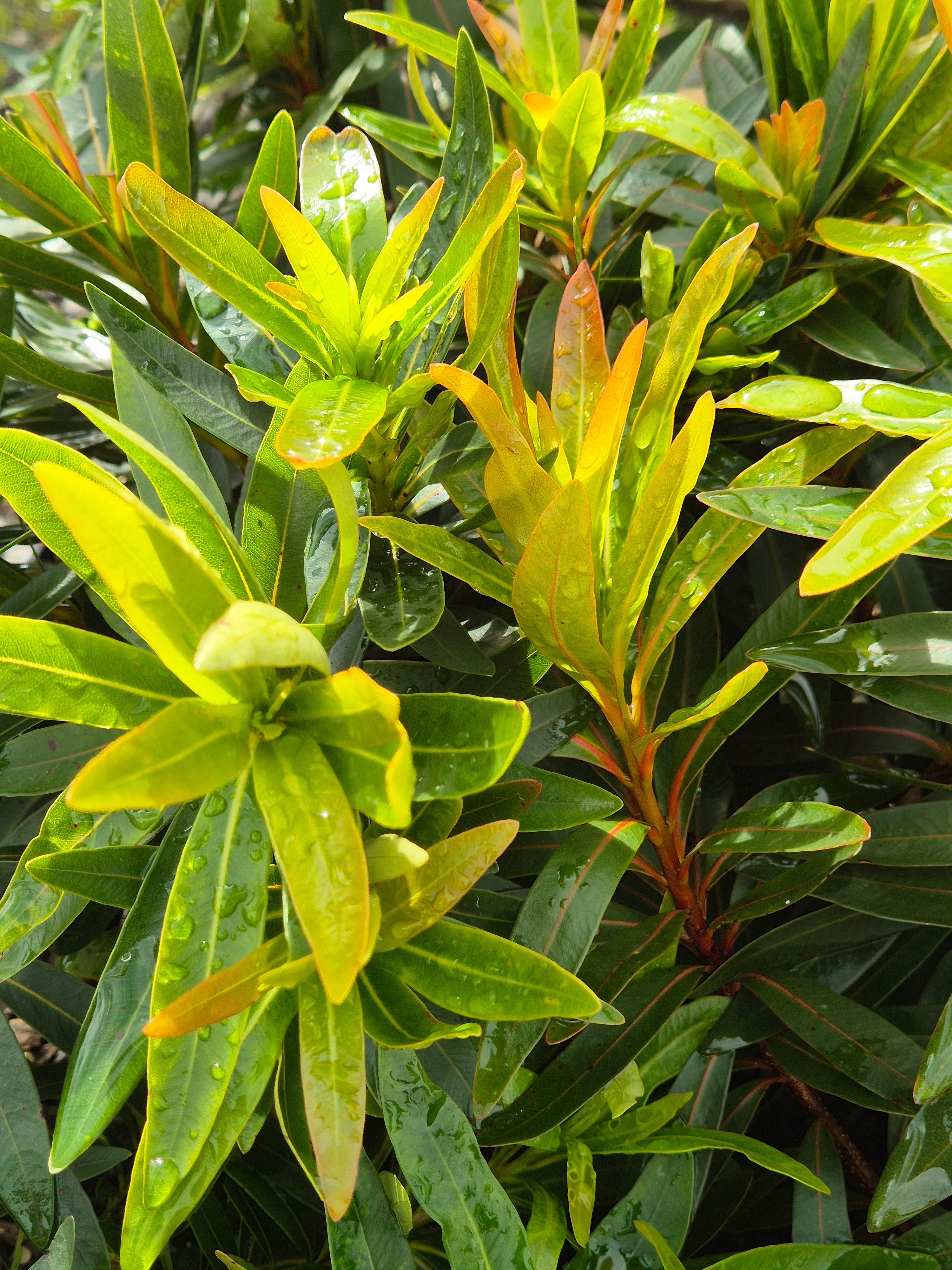 Xanthostemon verticillatus Little Penda