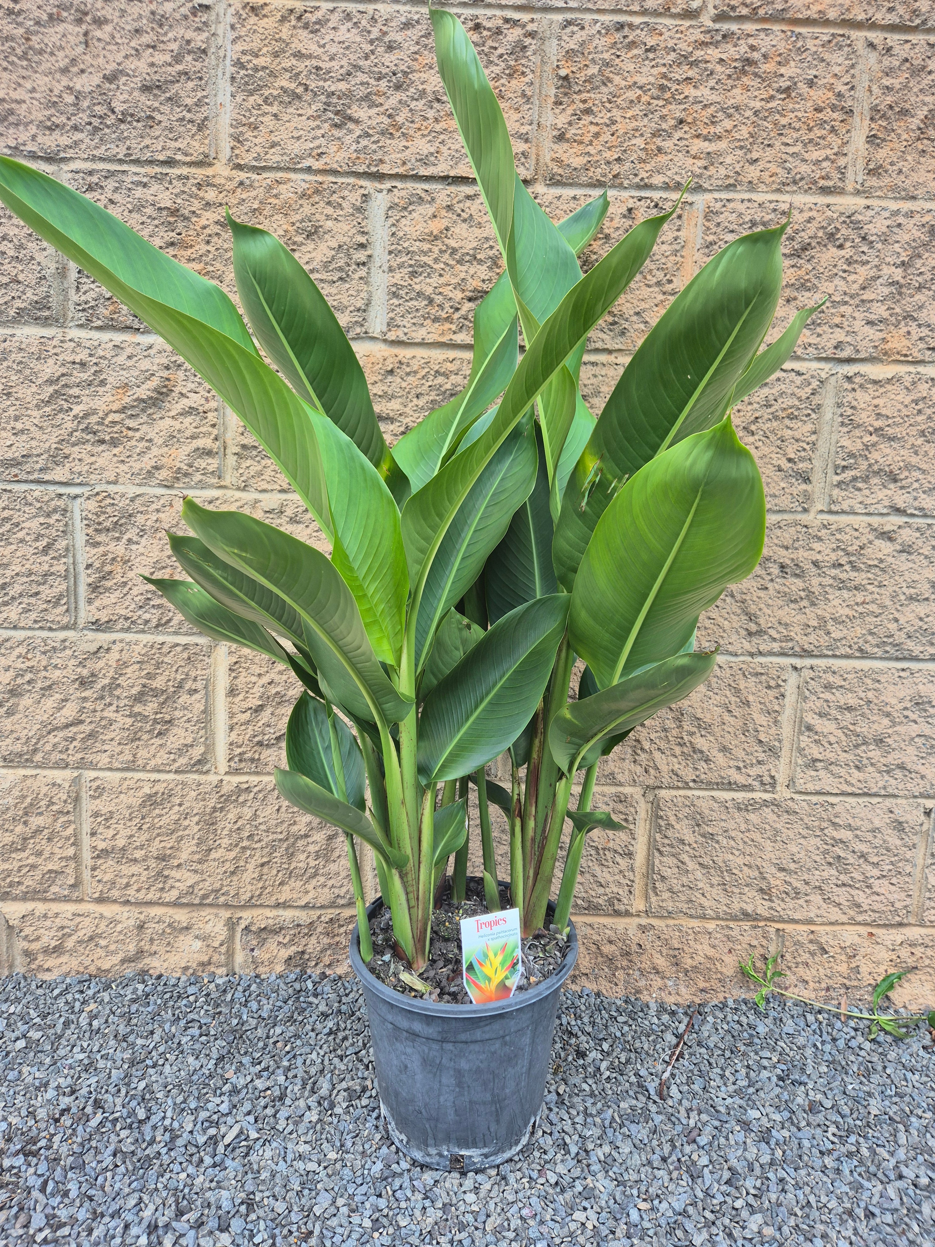 Heliconia psittacorum x spathocircinata Tropics