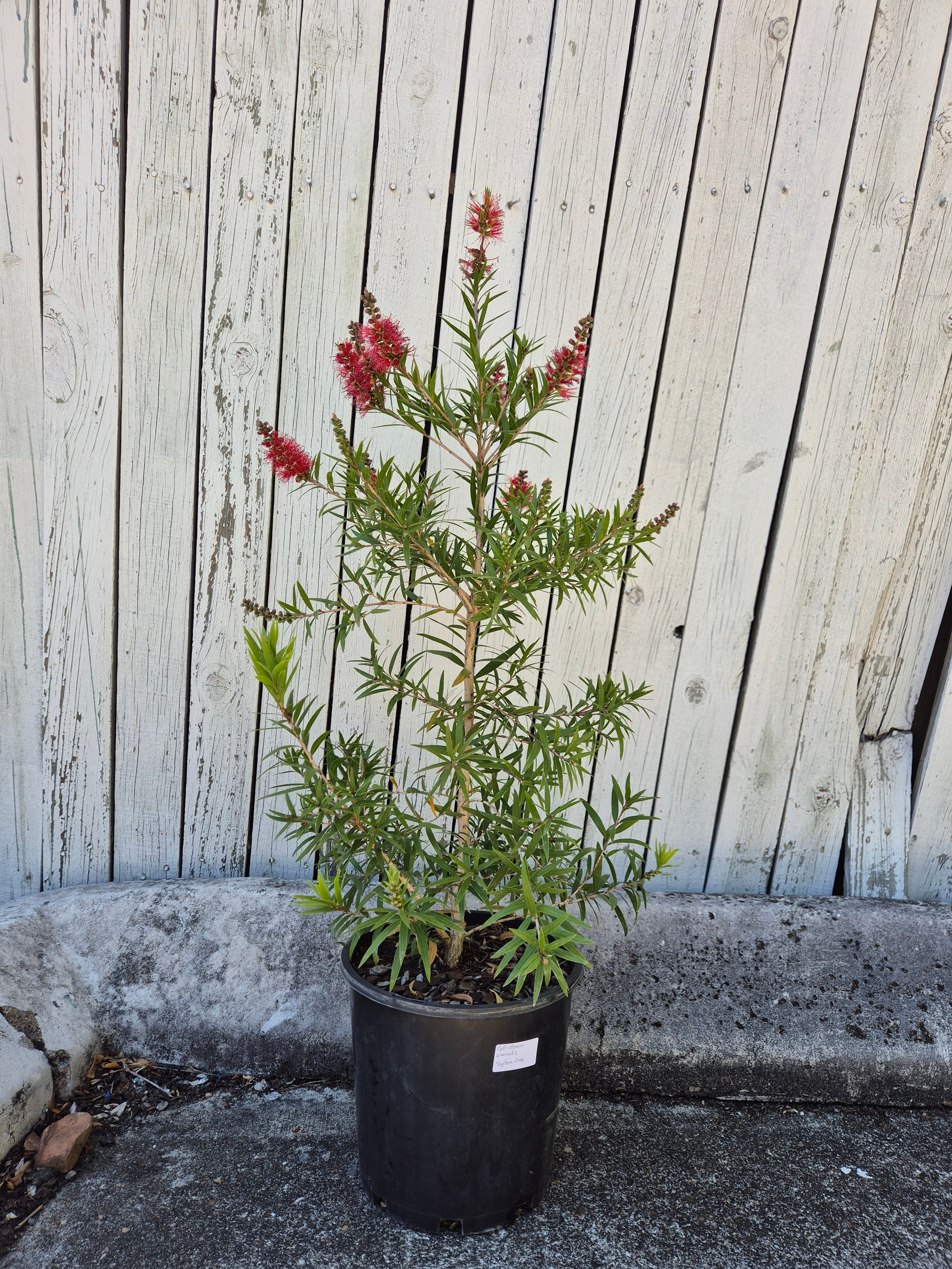 Callistemon viminalis Captain Cook