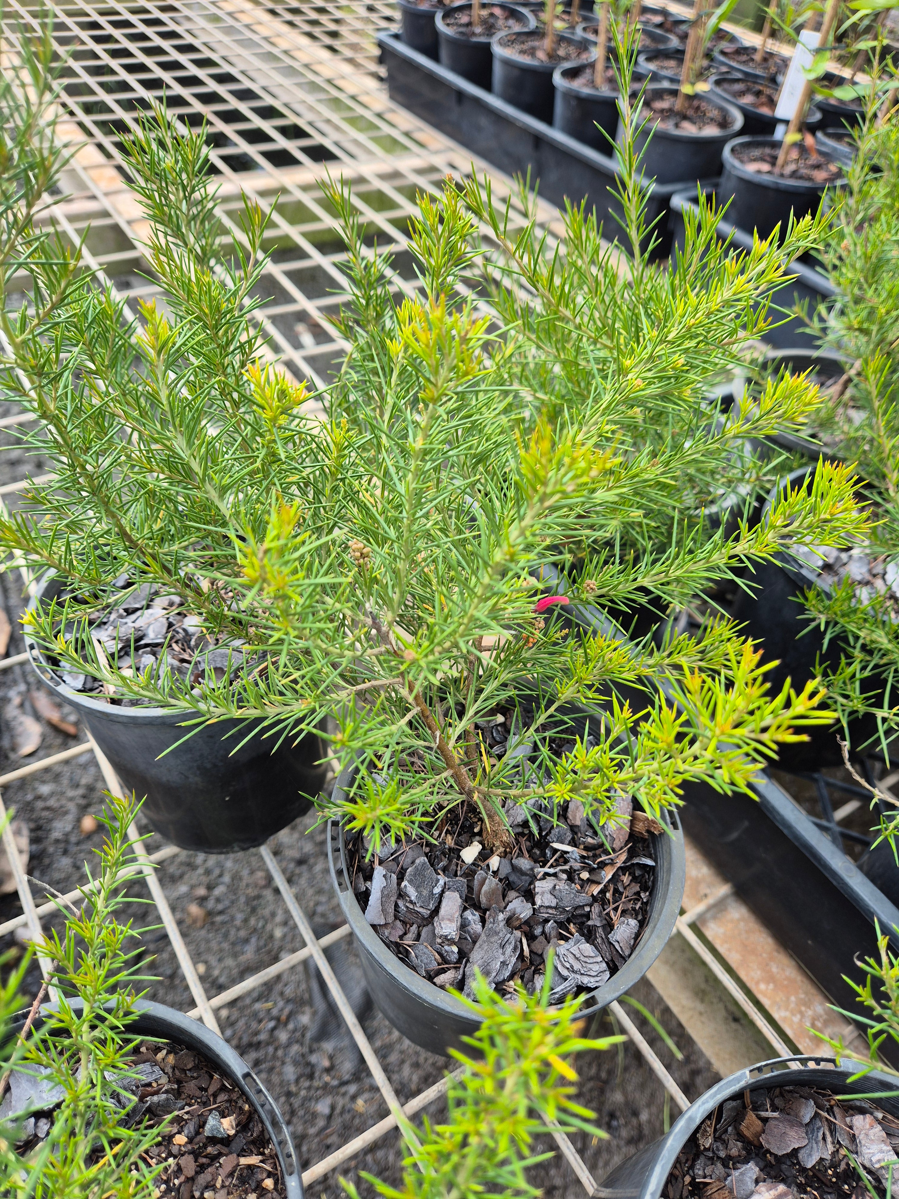Grevillea Scarlet Sprite