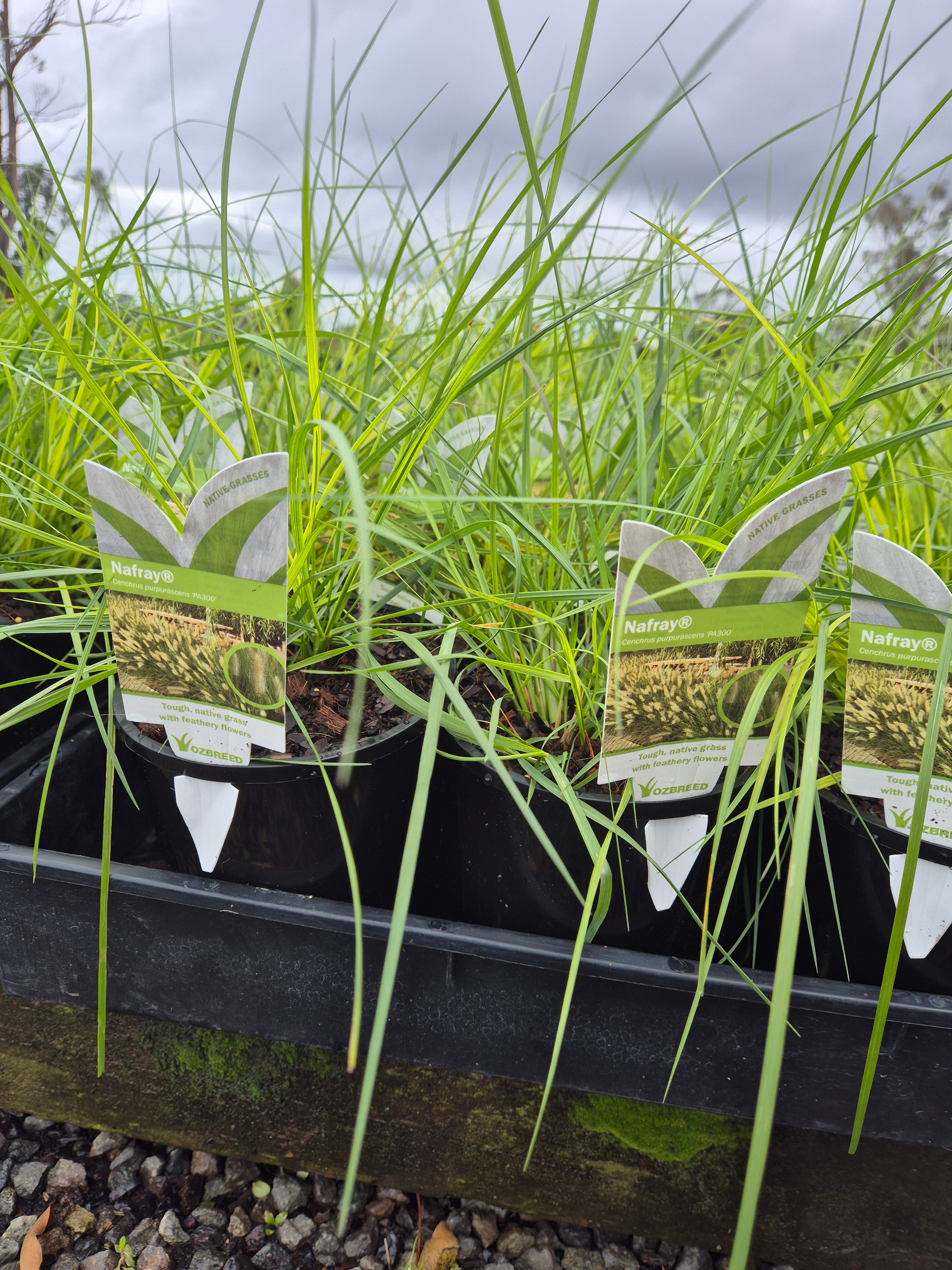 Pennisetum alopecuroides NAFRAY (syn. Cenchrus purpurascens)
