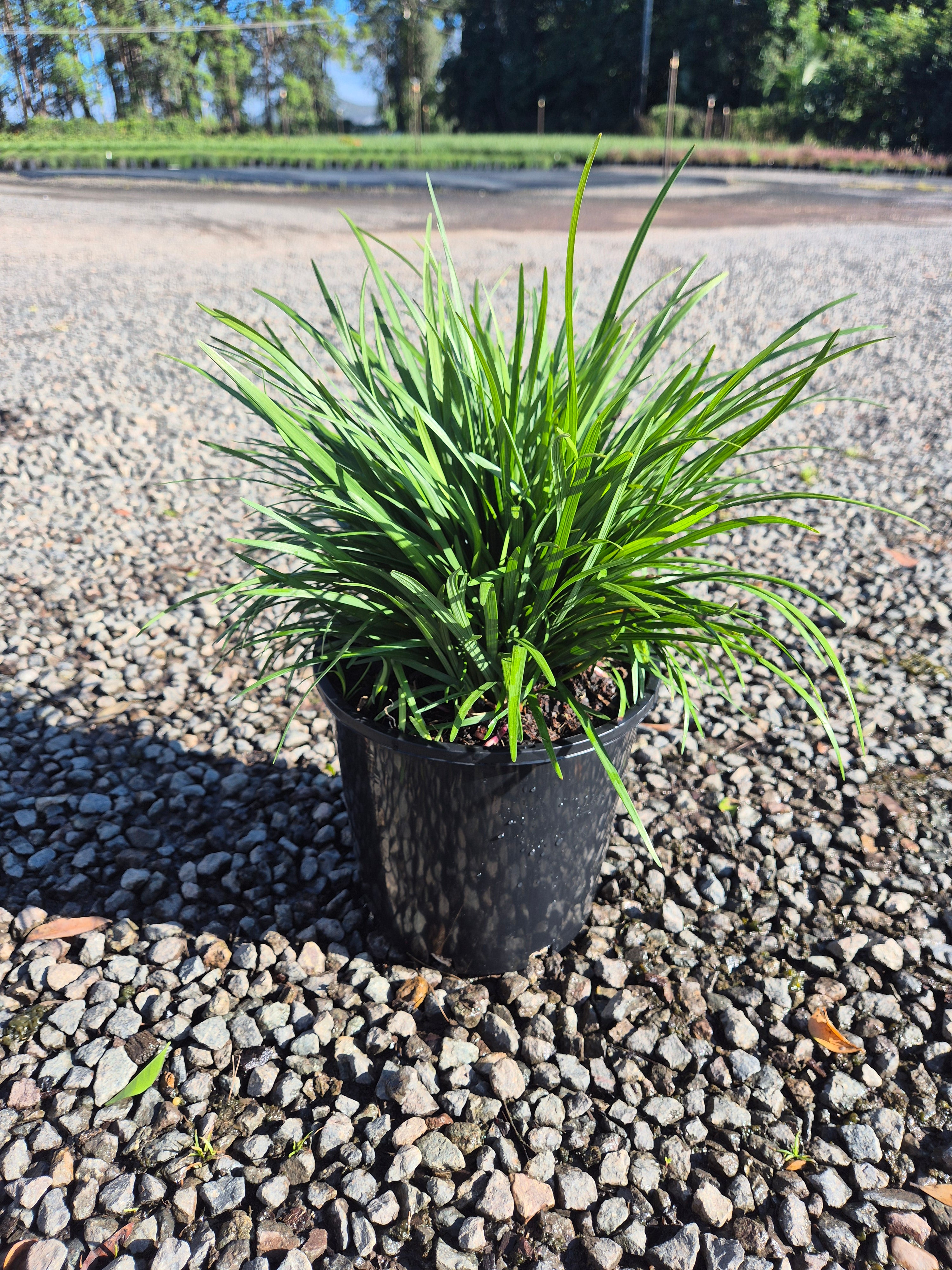 Liriope muscari ISABELLA