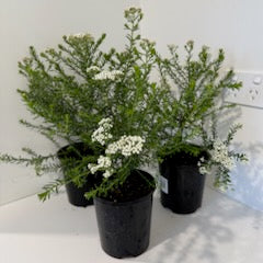 Ozothamnus diosmifolius