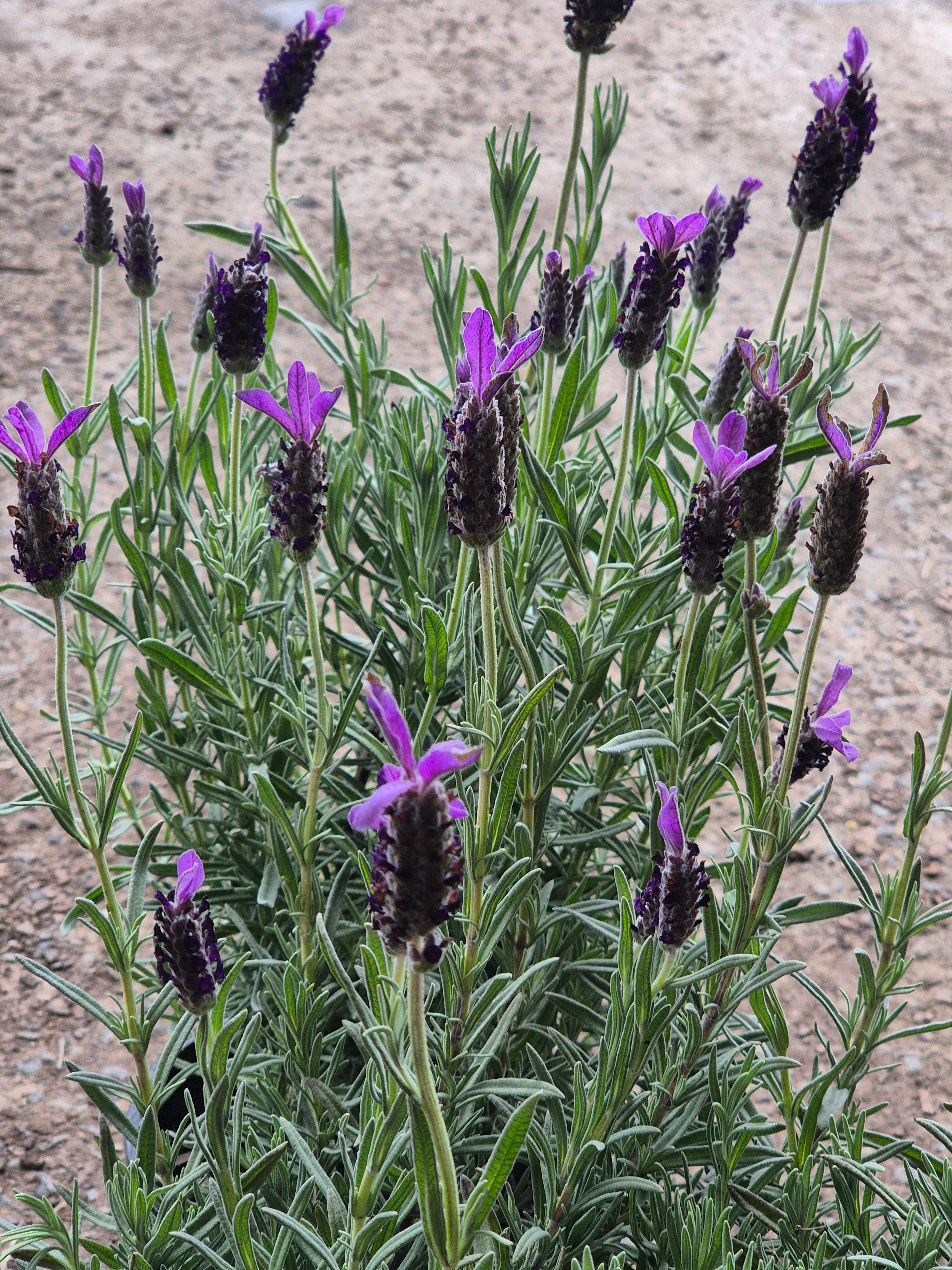 Lavender - Avonview Lavandula stoechas