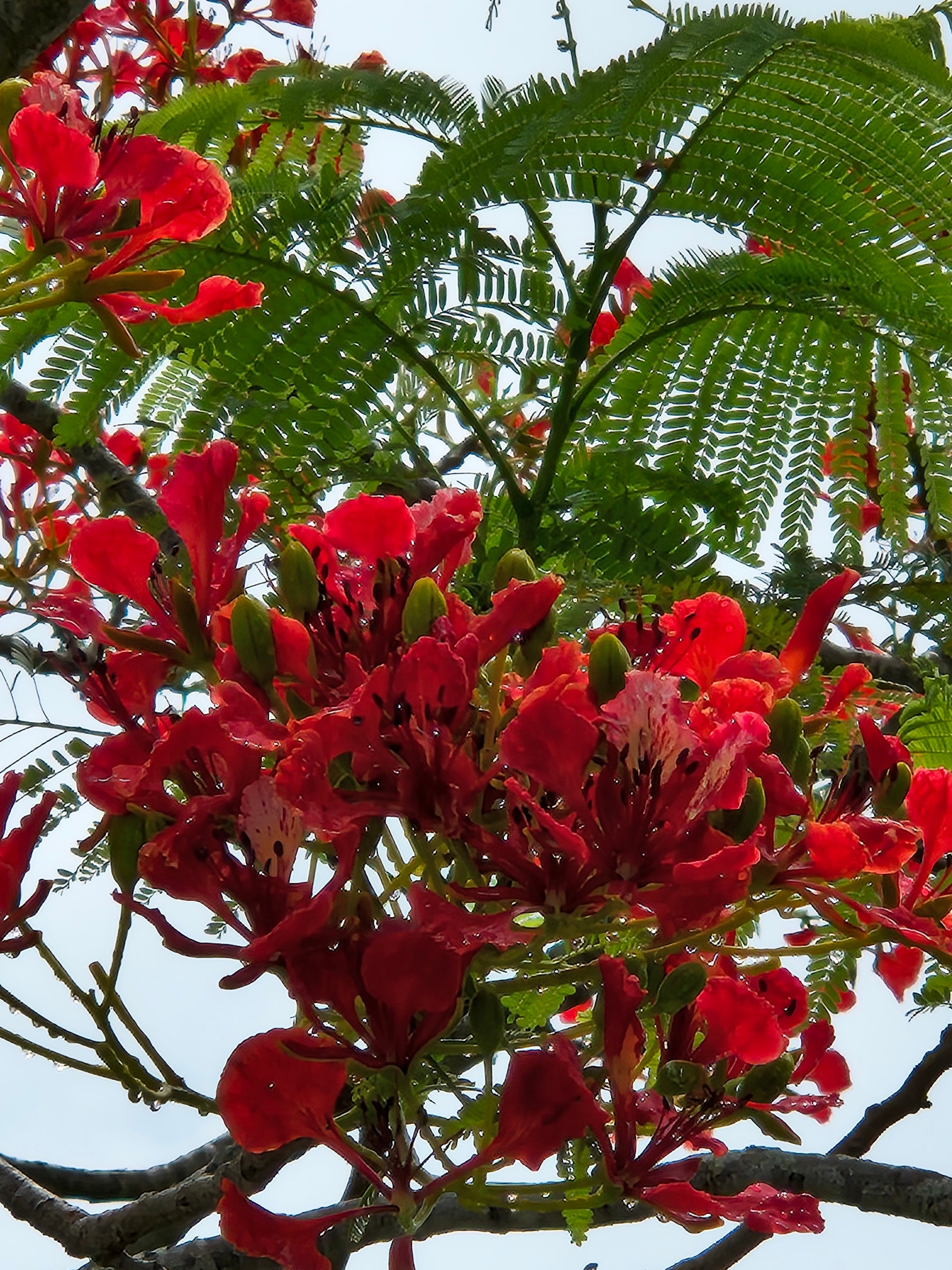 Delonix regia