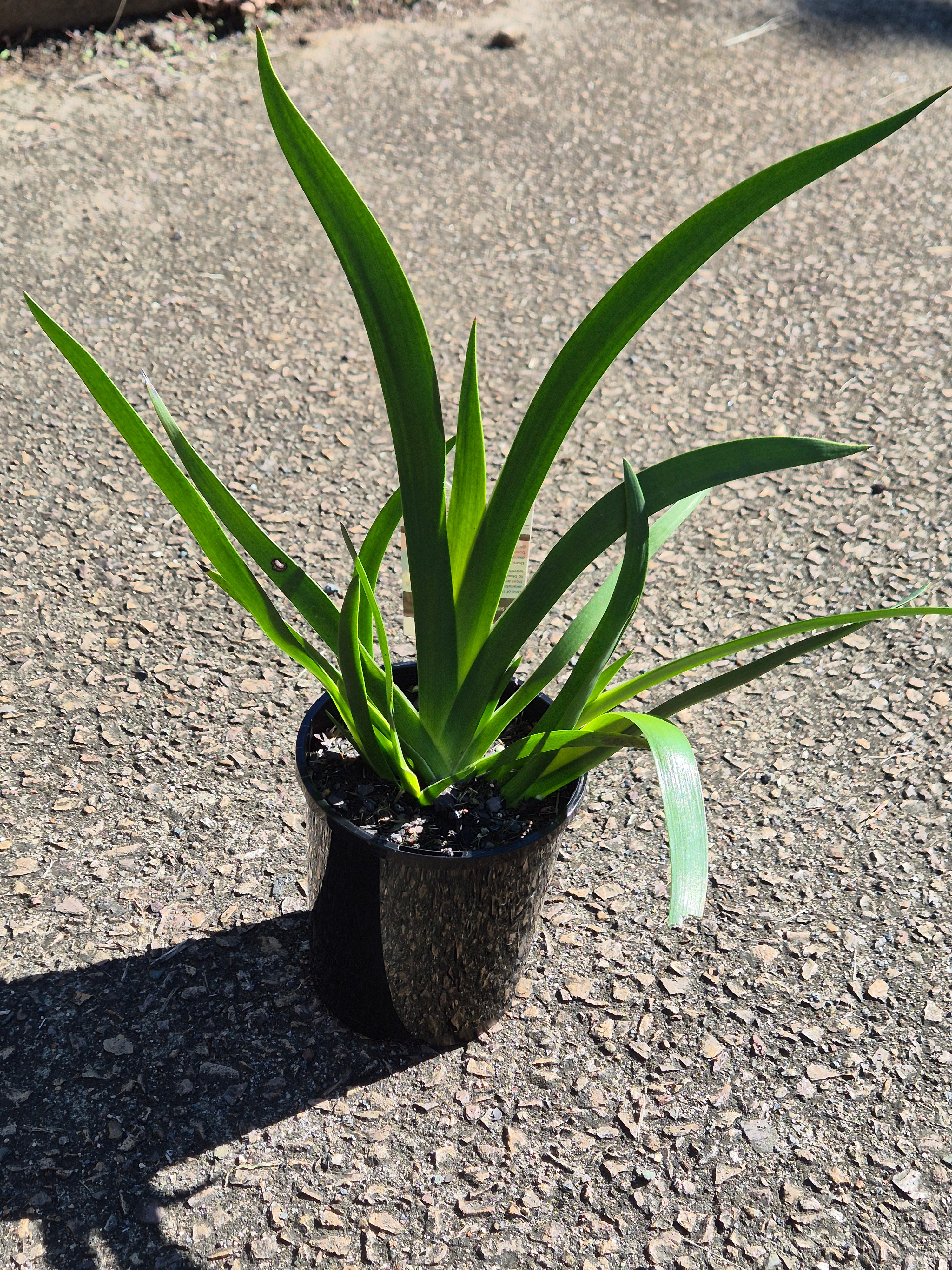 Anigozanthos hybrid Gold Velvet