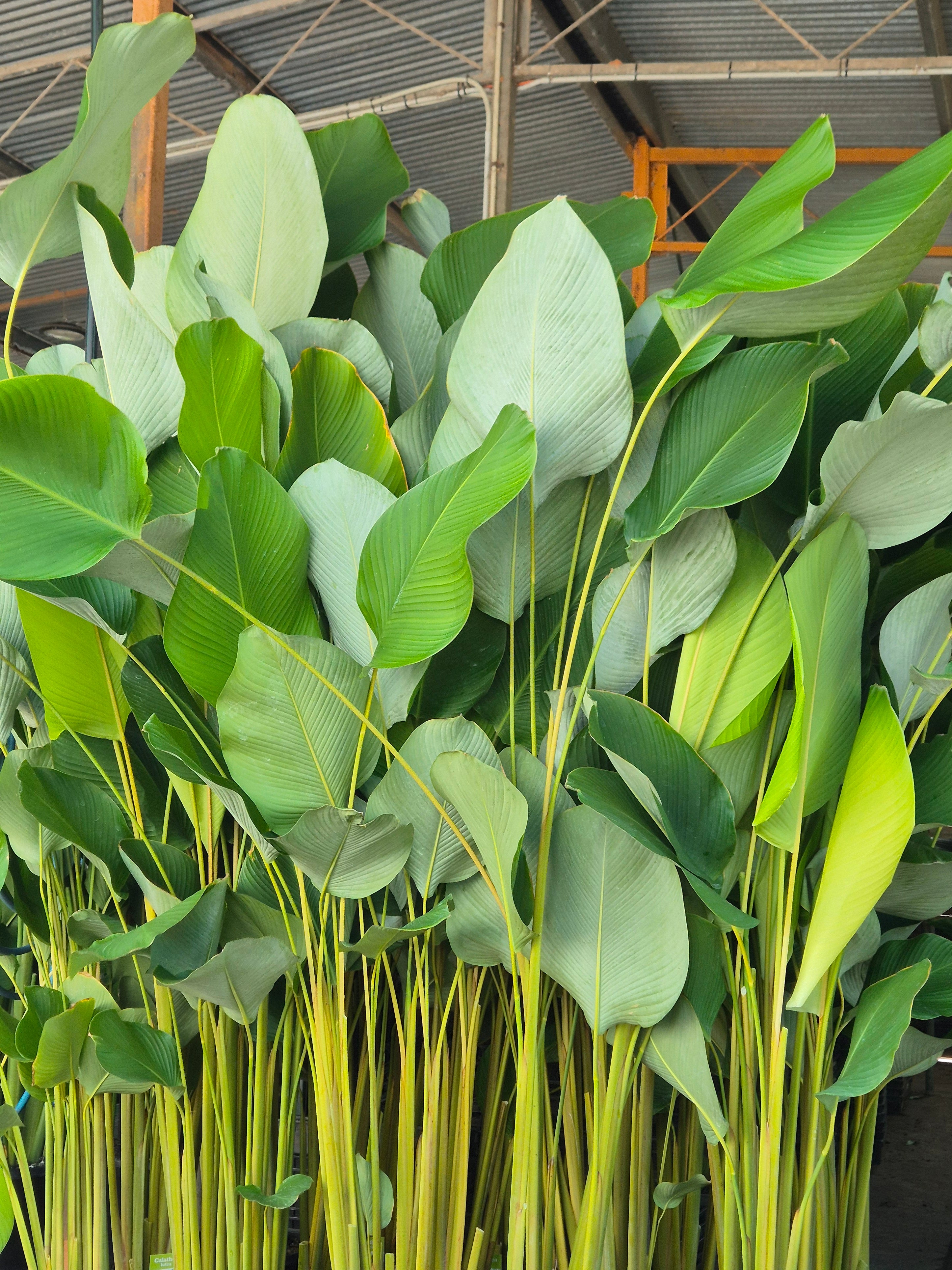 Calathea lutea - Cuban Cigar