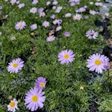 Brachyscome multifida