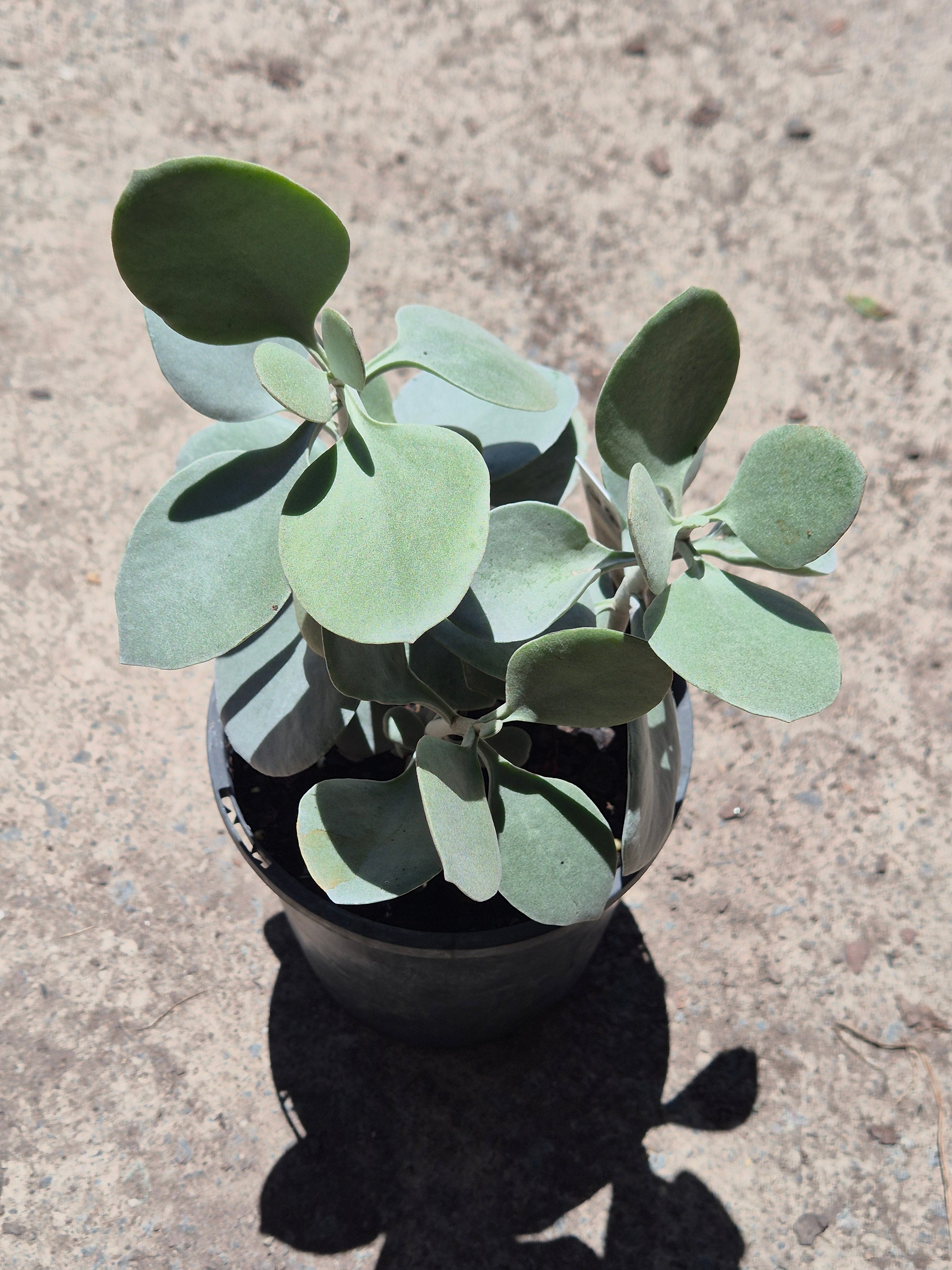 Kalanchoe Silver Spoons