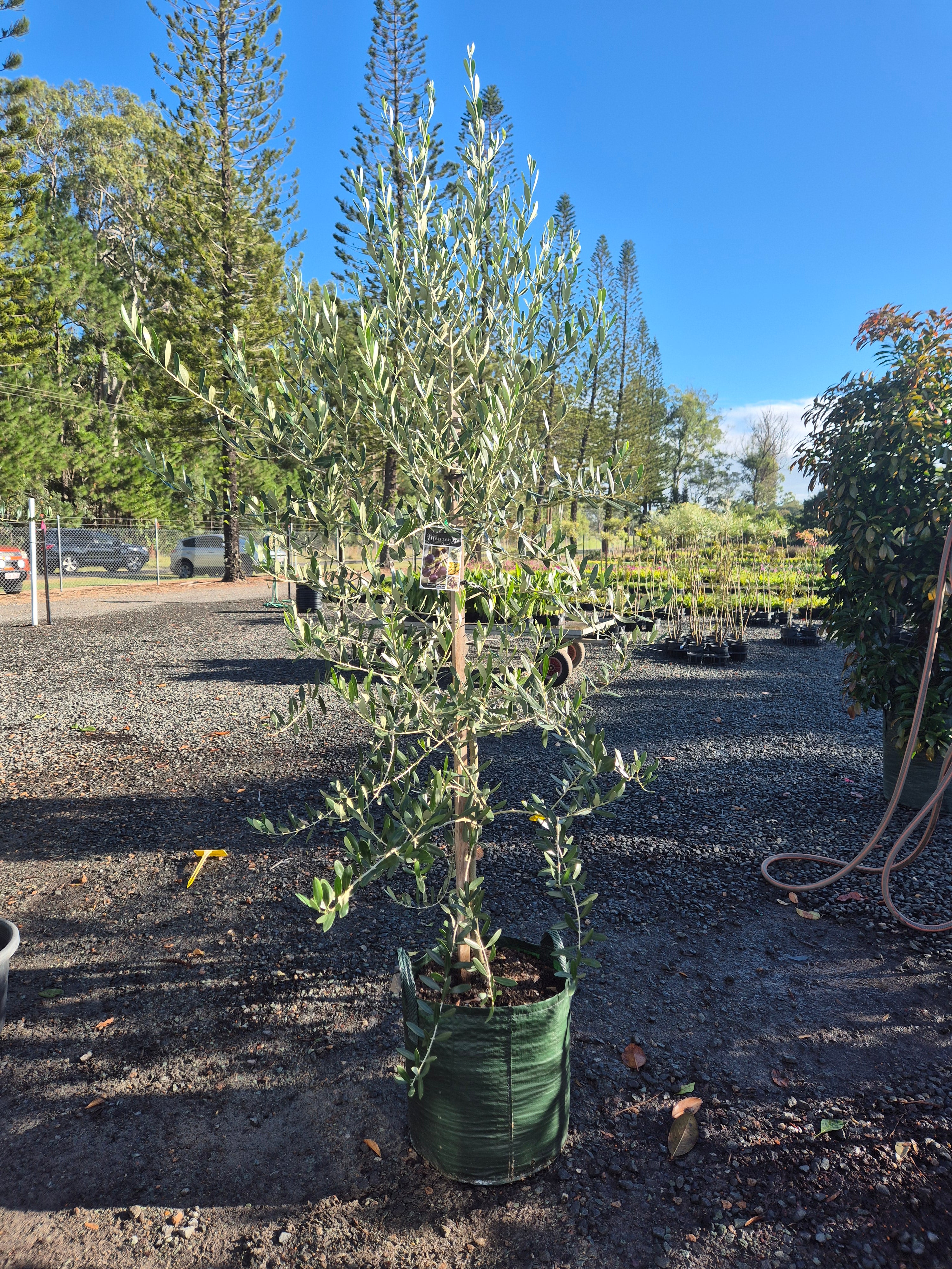 Olive Olea europaea Manzanillo