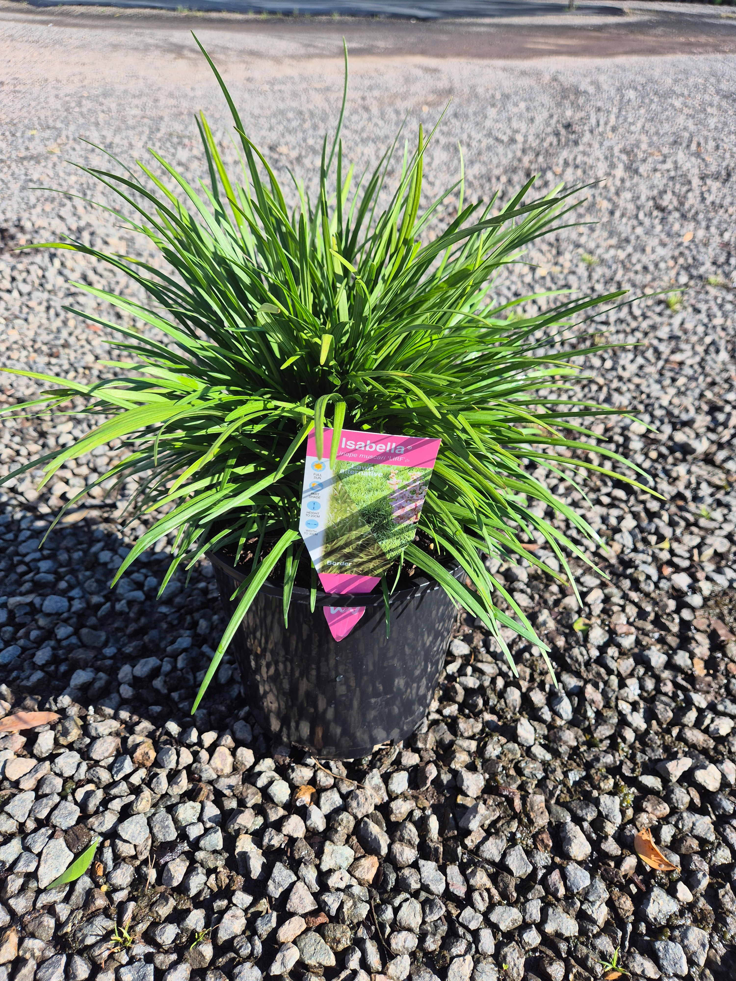Liriope muscari ISABELLA