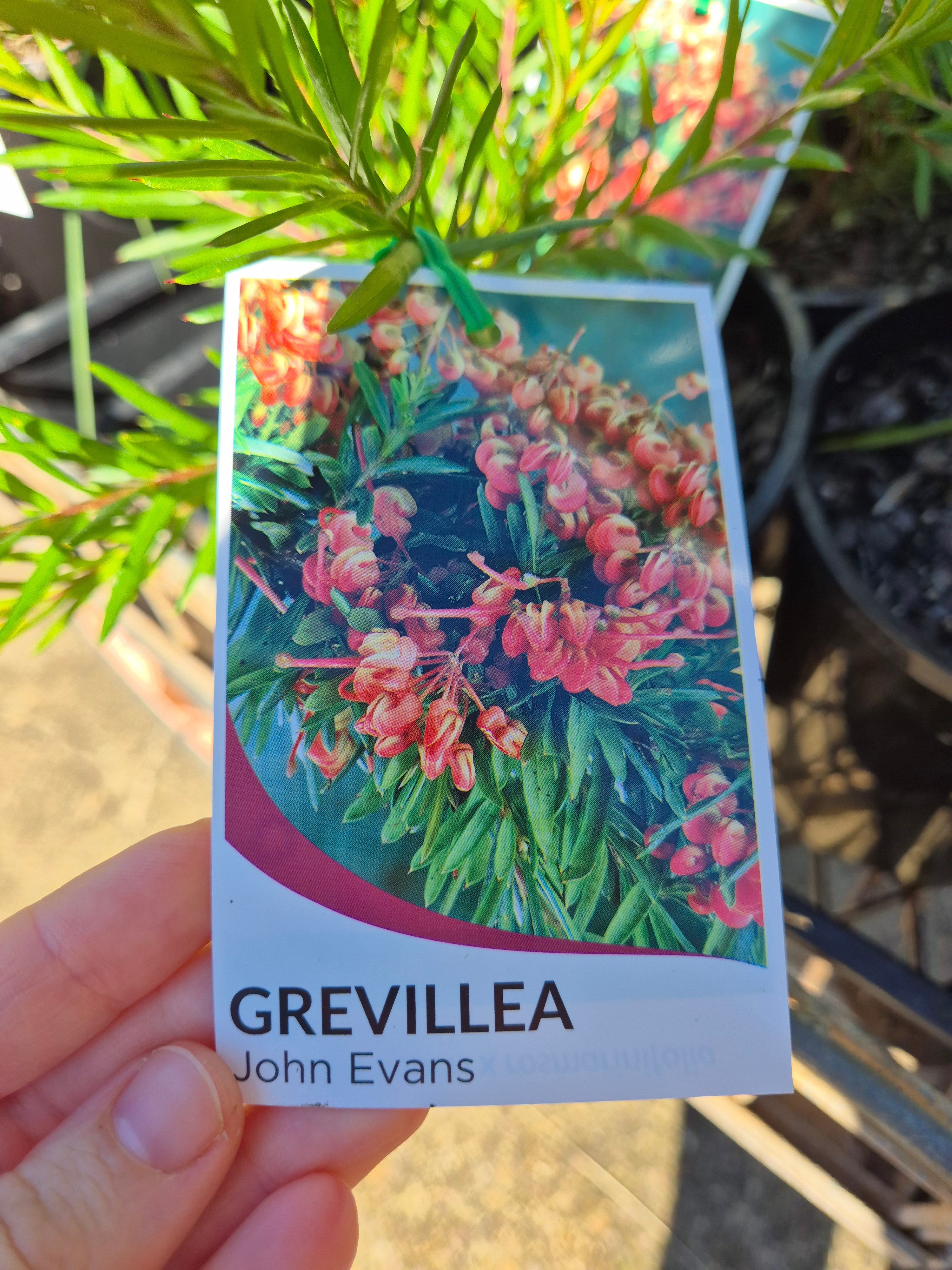 Grevillea John Evans