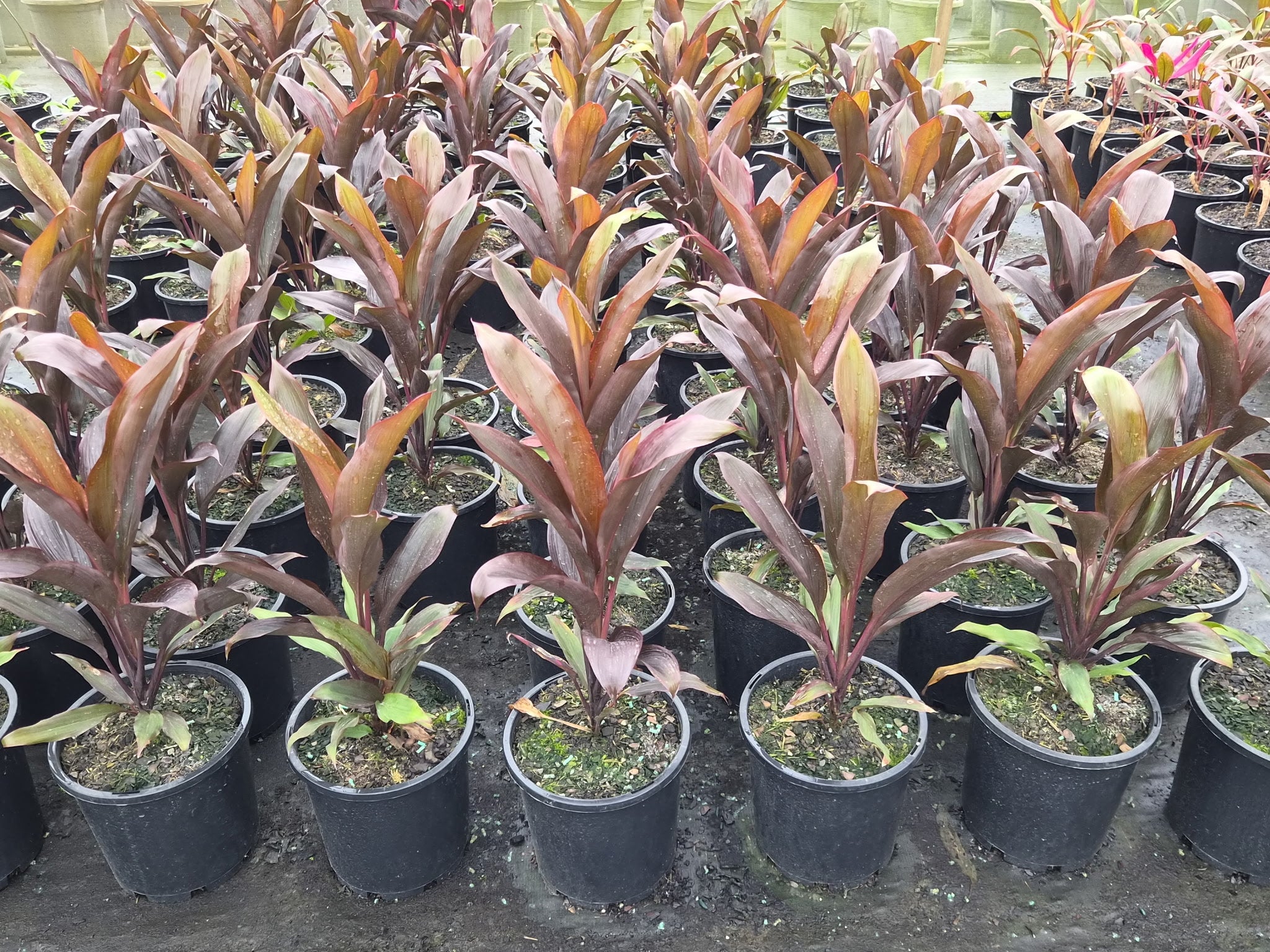 Cordyline fruticosa rubra