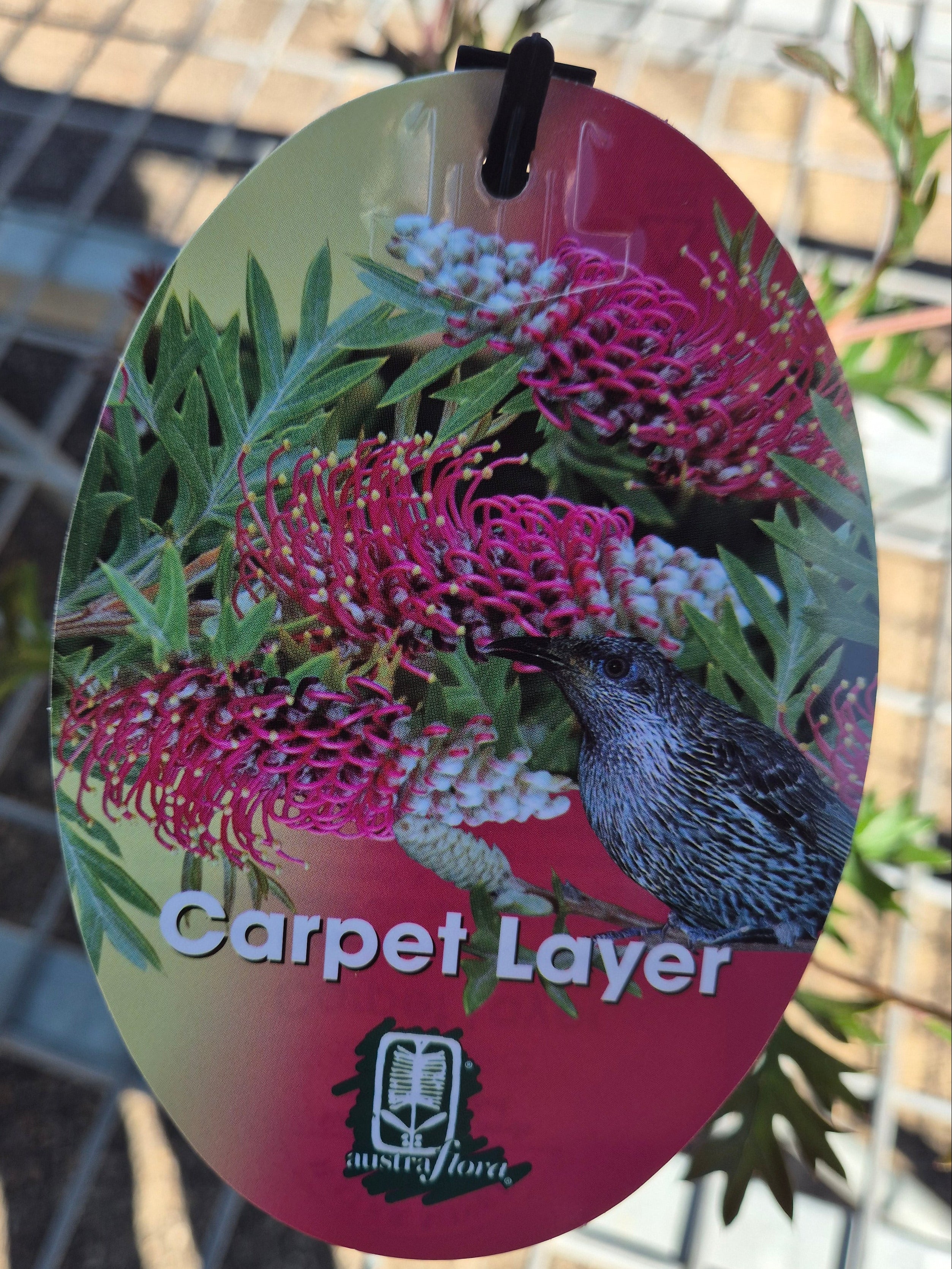 Grevillea Carpet Layer