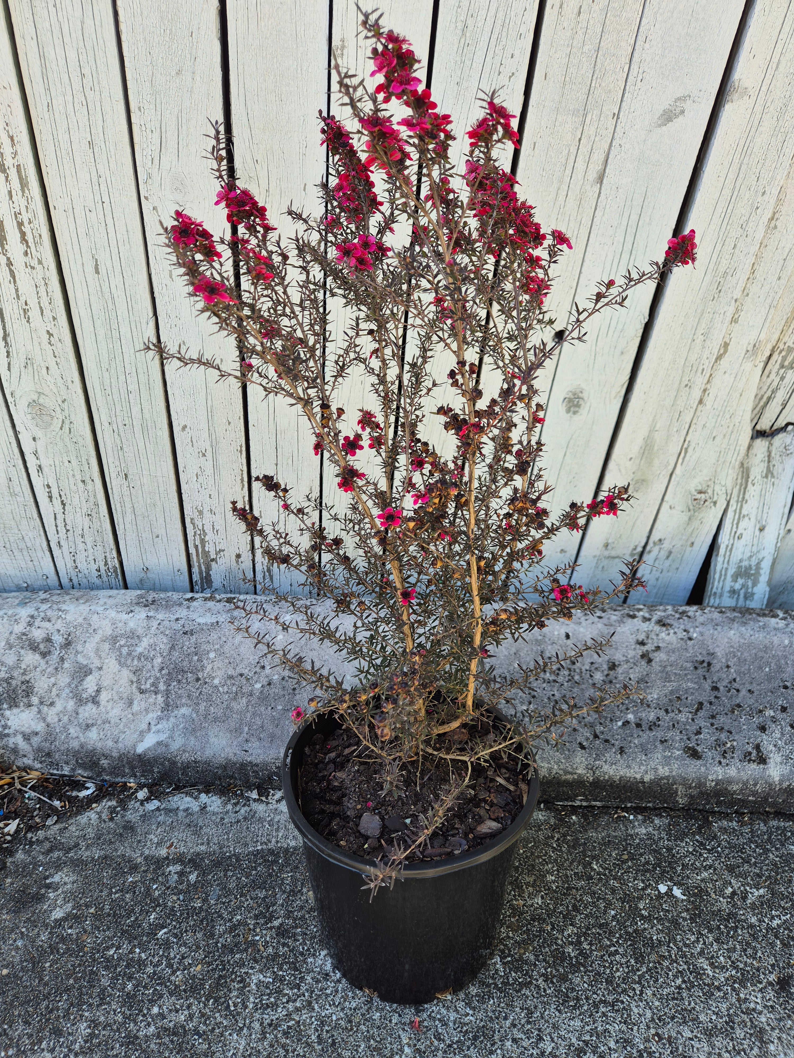 Leptospermum nanum rubrum