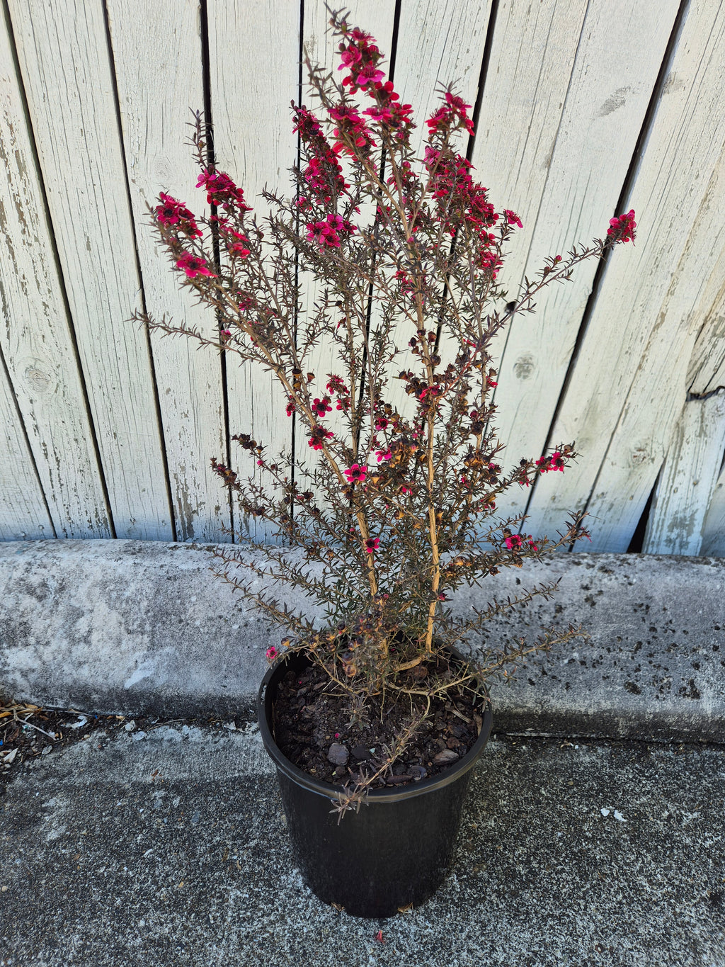 Leptospermum nanum rubrum
