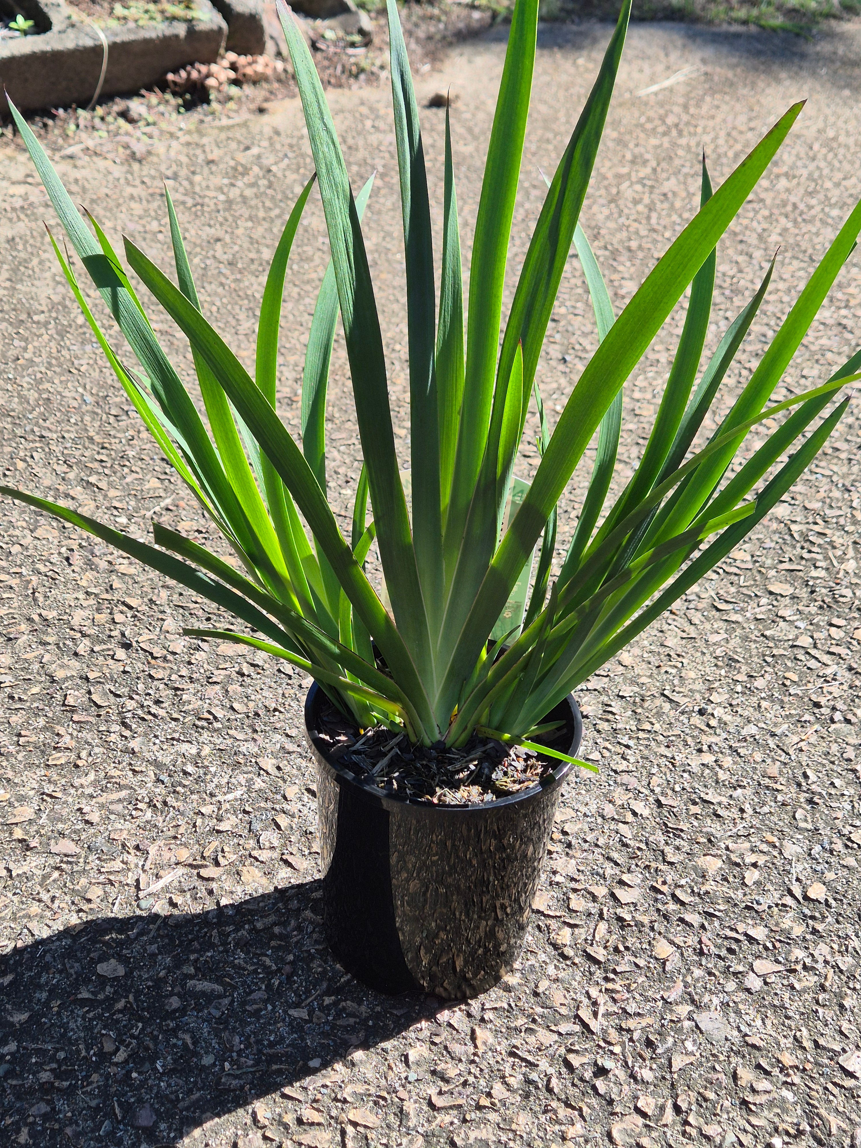 Anigozanthos Landscape Scarlet