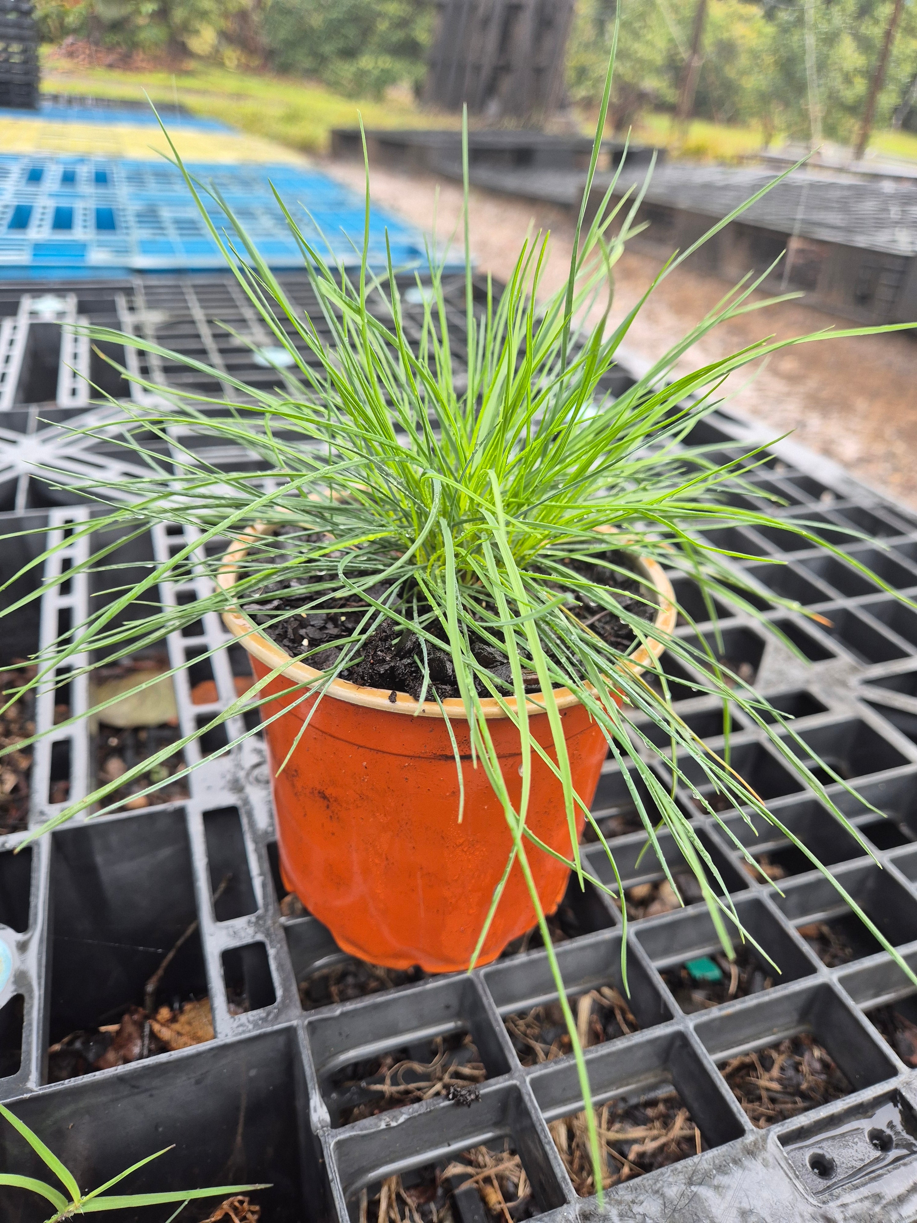 Festuca glauca