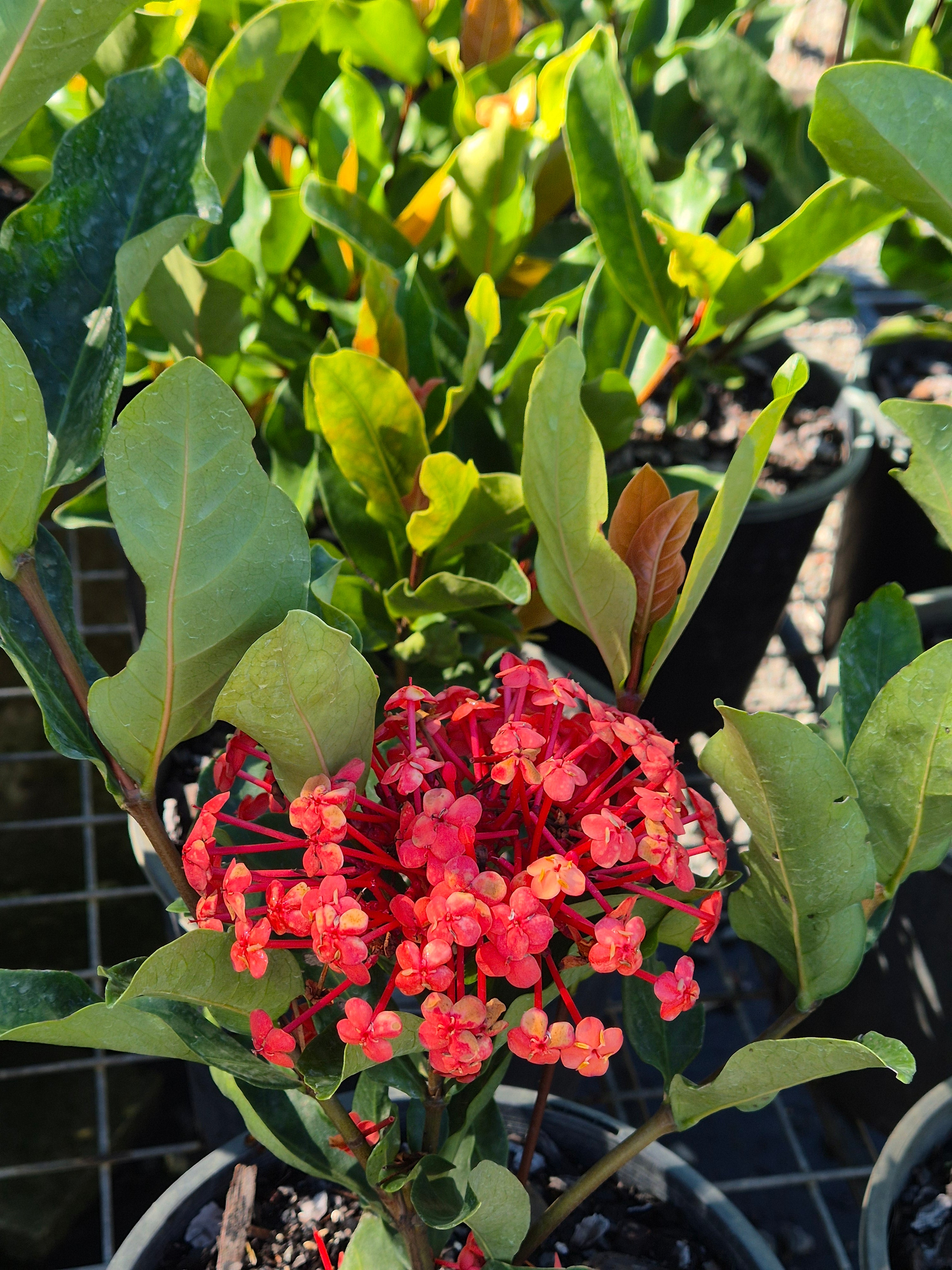 Ixora chinensis Prince of Orange