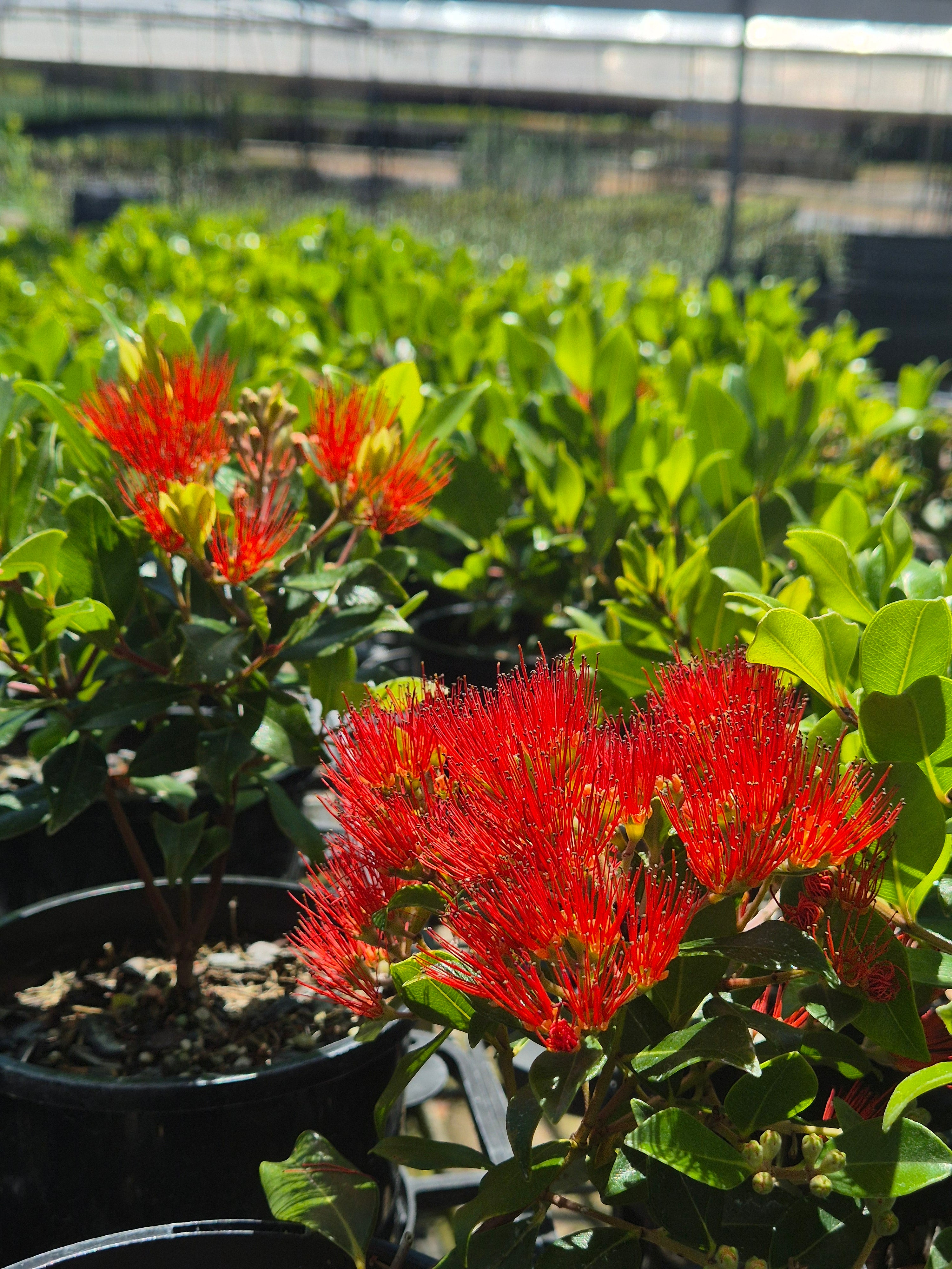 Metrosideros collina Little Dugald