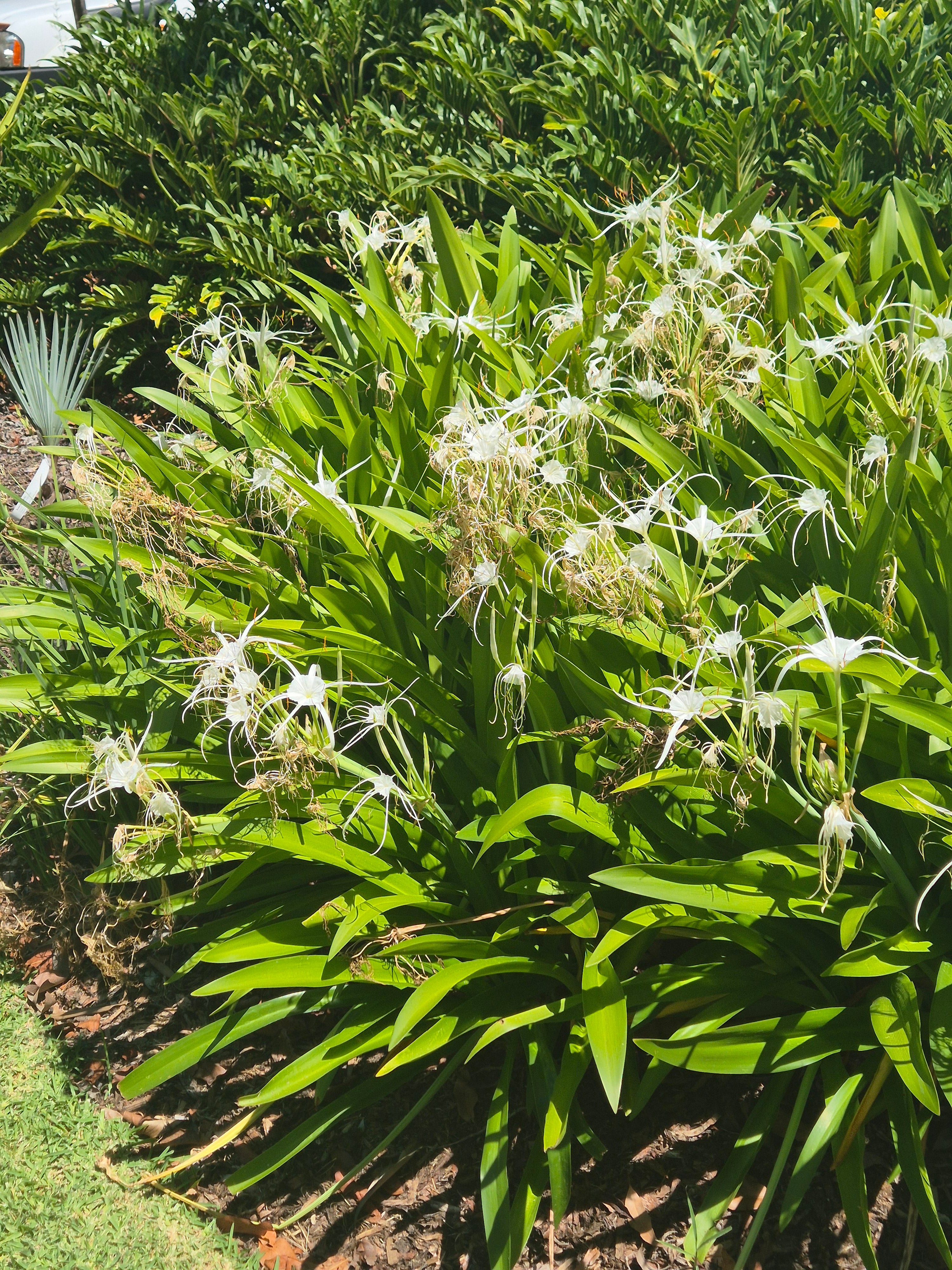 Hymenocallis littoralis Beach Spider Lily