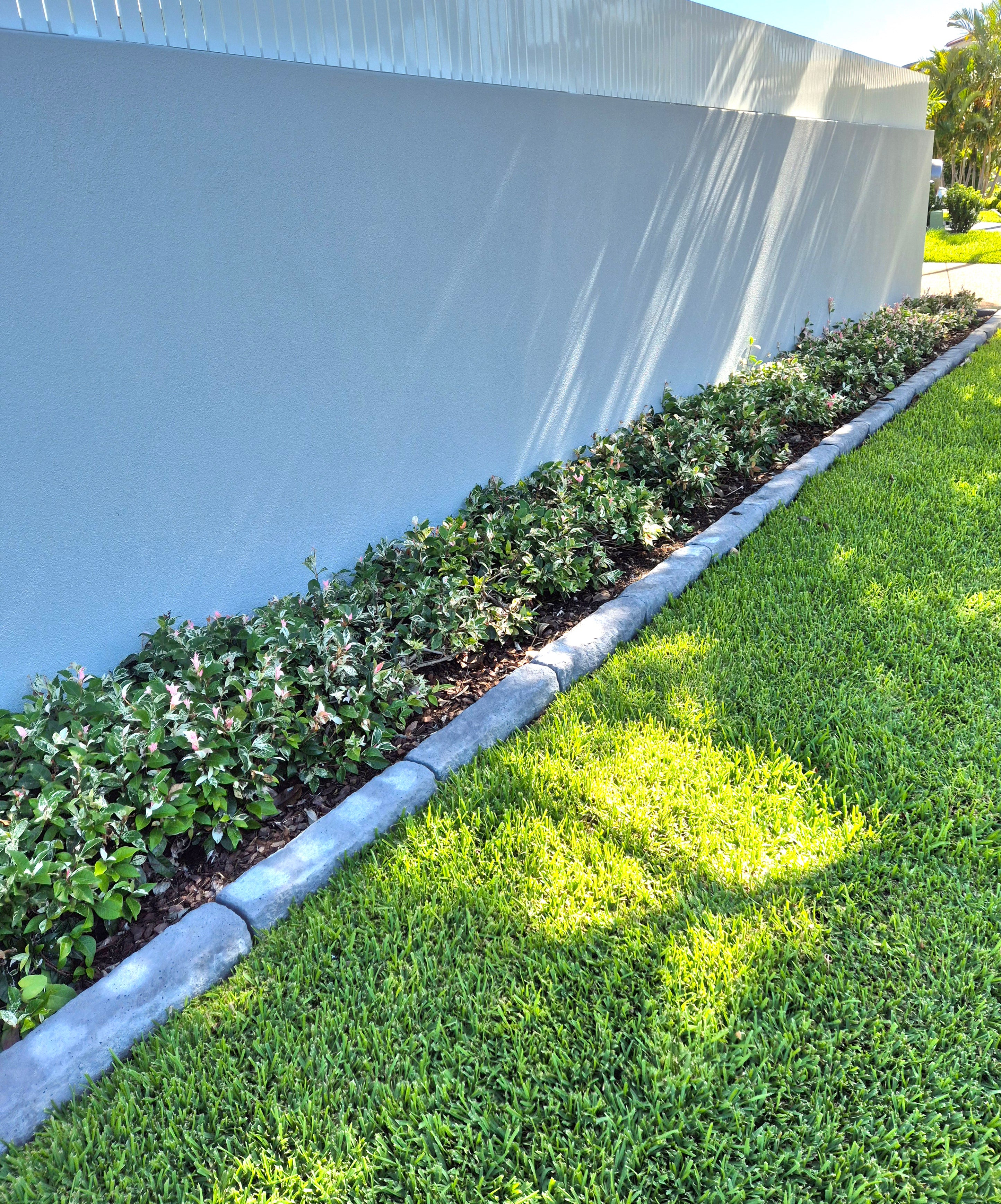 Trachelospermum jasminoides Tricolor (Tricolour)