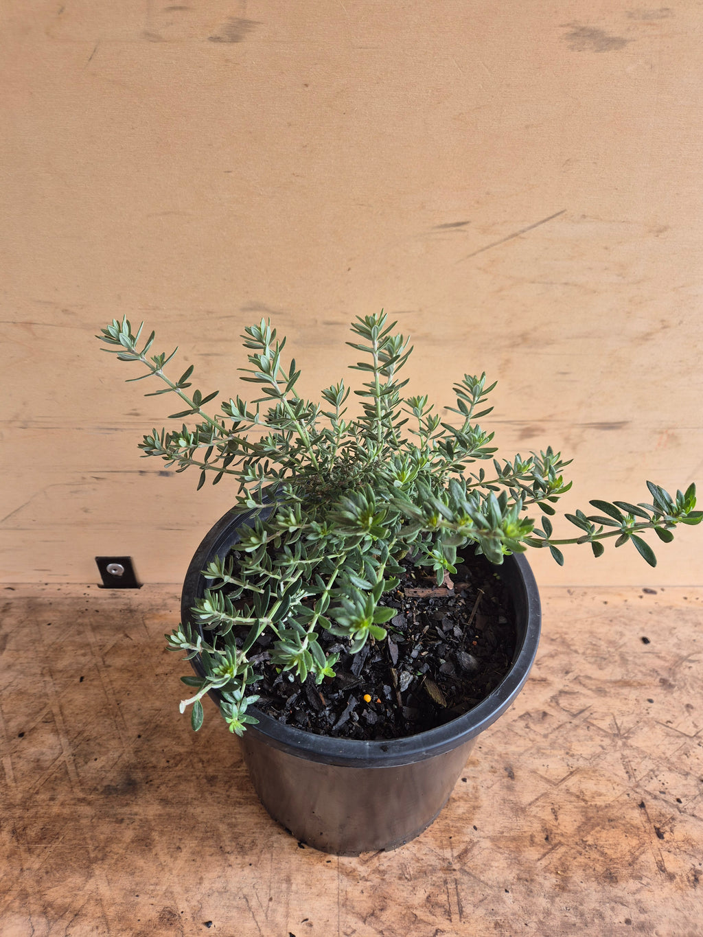 Westringia fruticosa Zena