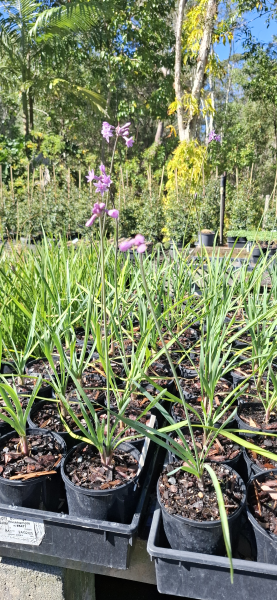 Society Garlic Tulbaghia violacea