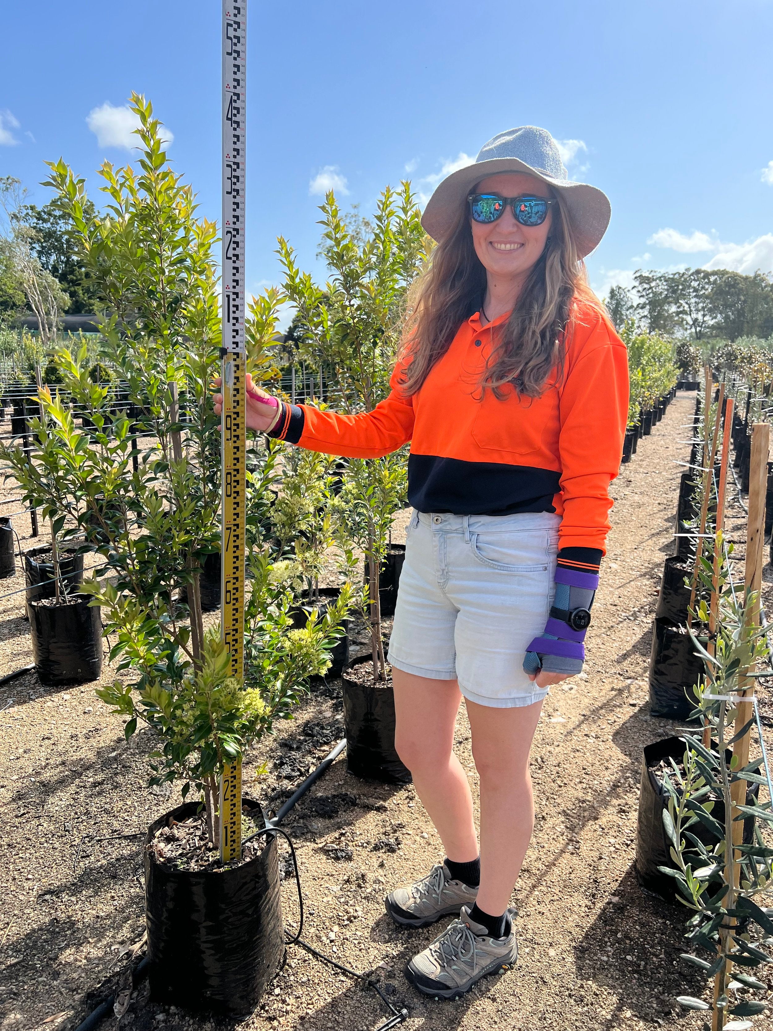 Backhousia myrtifolia