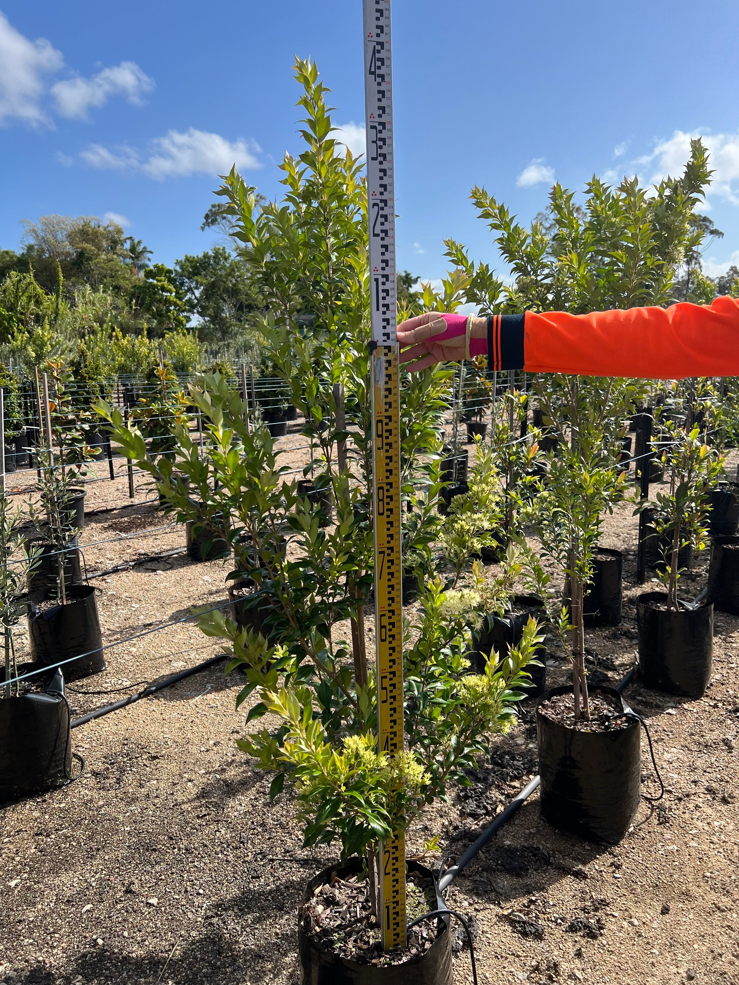 Backhousia myrtifolia