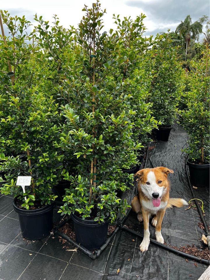 Lilly Pilly 'Resilience' (Syzygium australe)