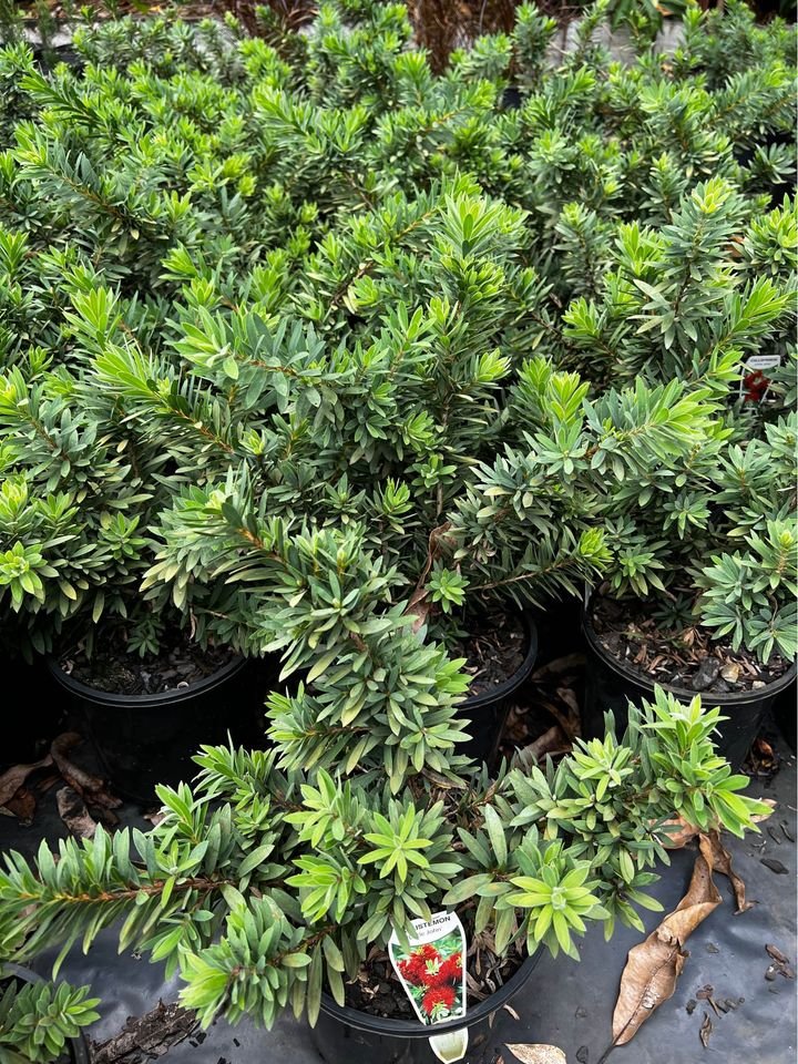 Callistemon Little John