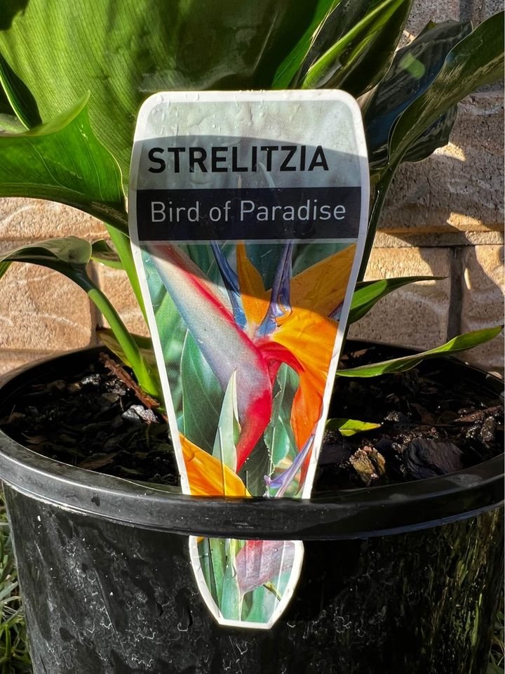 Strelitzia reginae